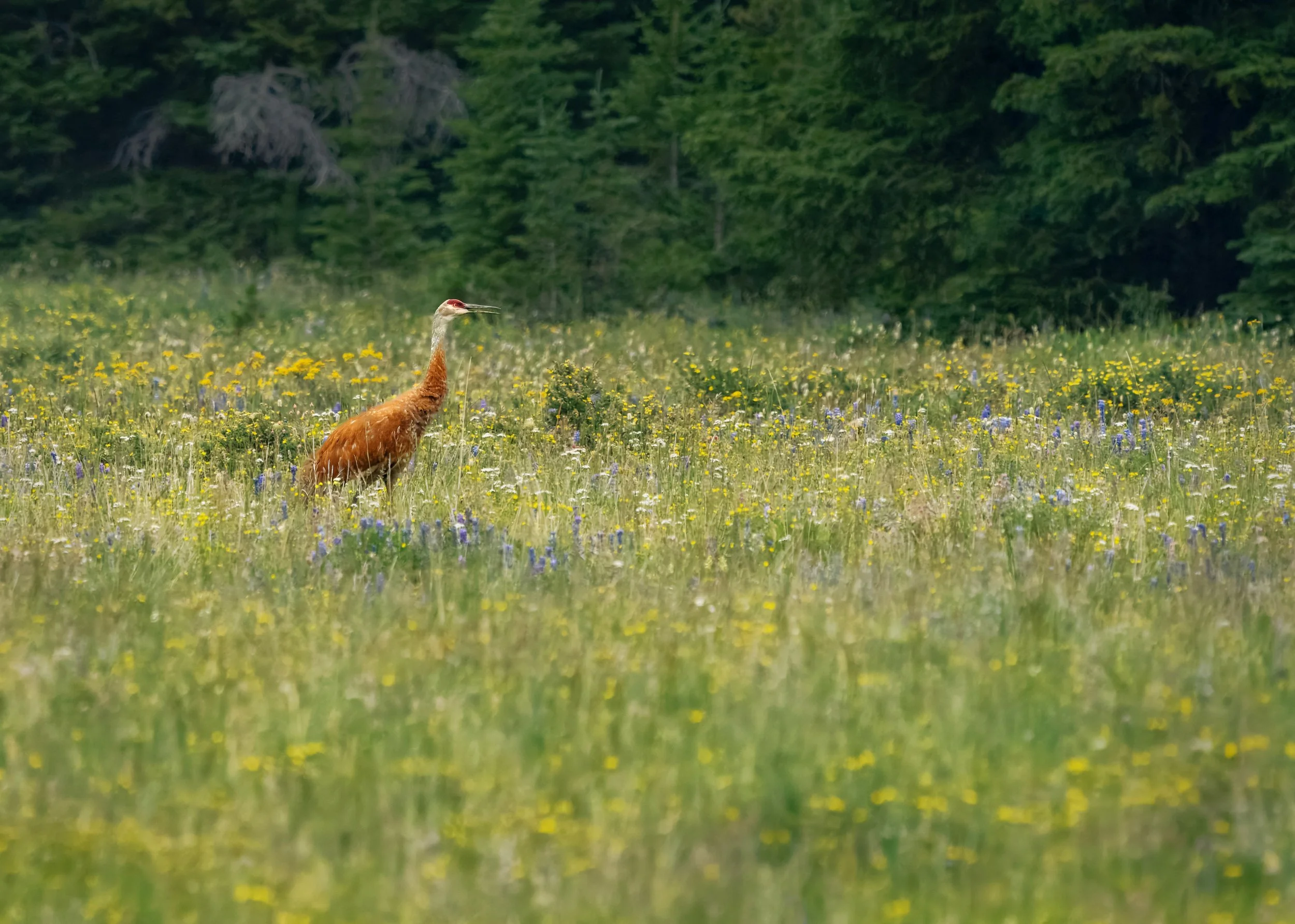 A sandhill crane calls to its mate in a field of wildflowers.