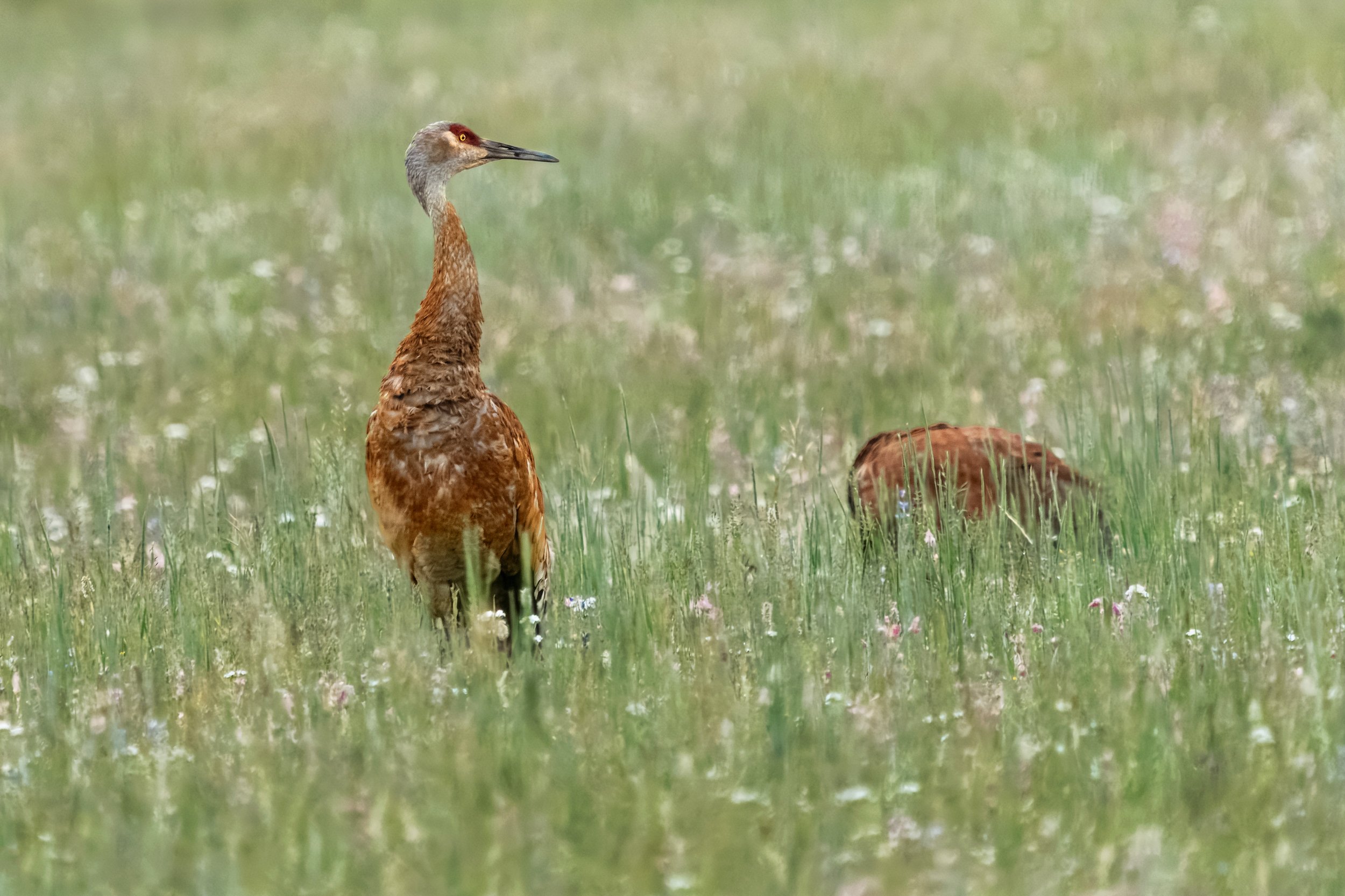 A sandhill crane and its mate forage in a grass field.
