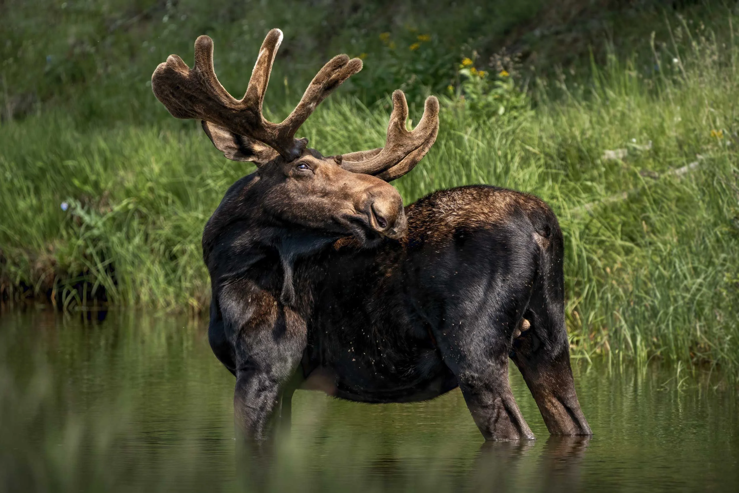 A bull moose stands in a river in an attempt to get the bugs off his back.