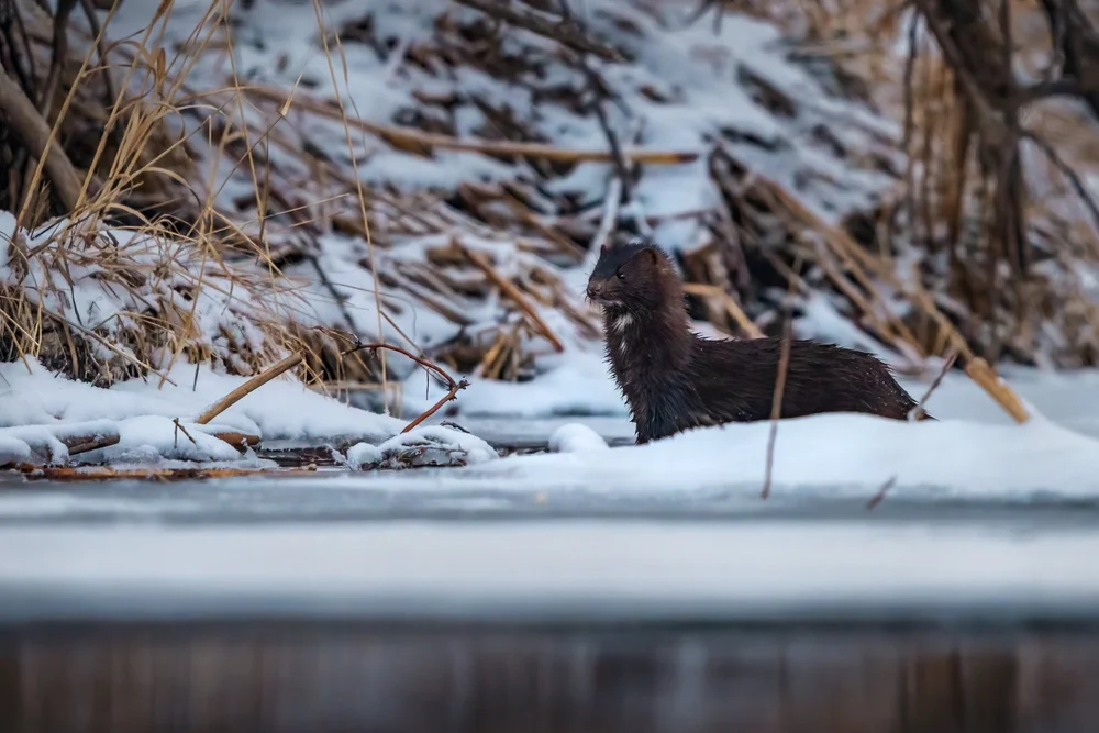 mink-river-saratoga-hot-springs-wyoming-wildlife-animal-portrait.jpg