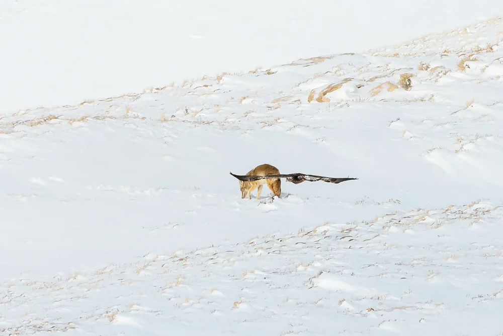 bald-eagle-hierarchy-animals-food-chain-wyoming-nature-bird-animal.jpg