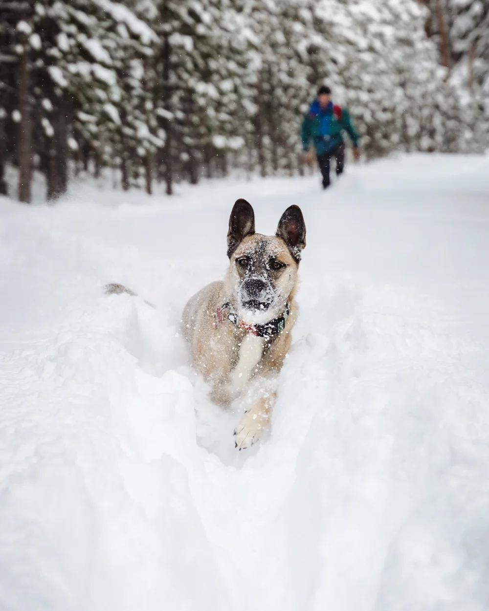 great-exercise-dog-wyoming-medicine-bow-snowshoe-winter.jpg