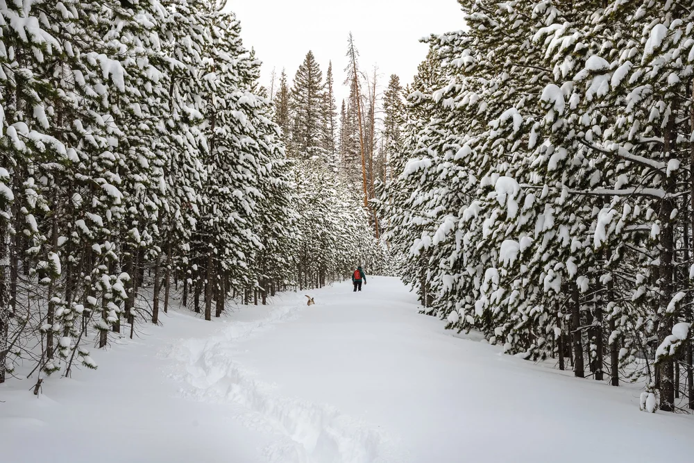 solitude-peace-quiet-dog-winter-wyoming-snow-shoe-exercise.jpg