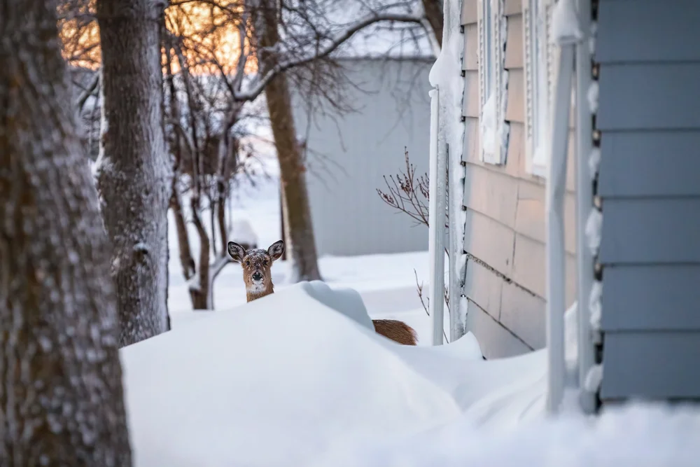 deer-snow-drifts-survival-south-dakota-wildlife-photographer-sunrise-morning-light.jpg