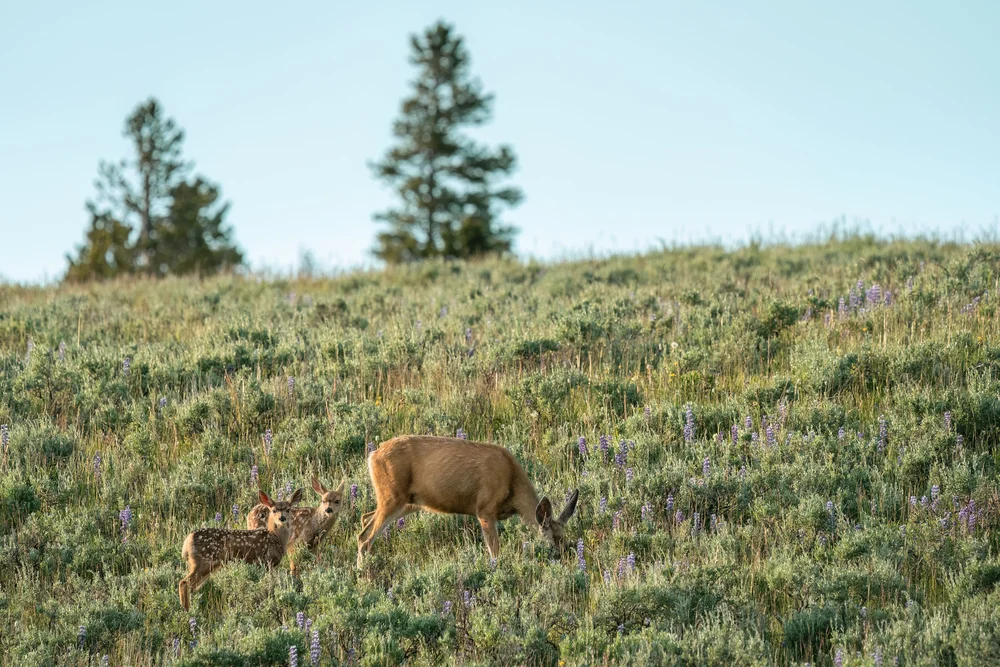 mother-two-fawn-deer-fawns-eating-bighorn-national-forest-wyoming-wildlife-photographer.jpg