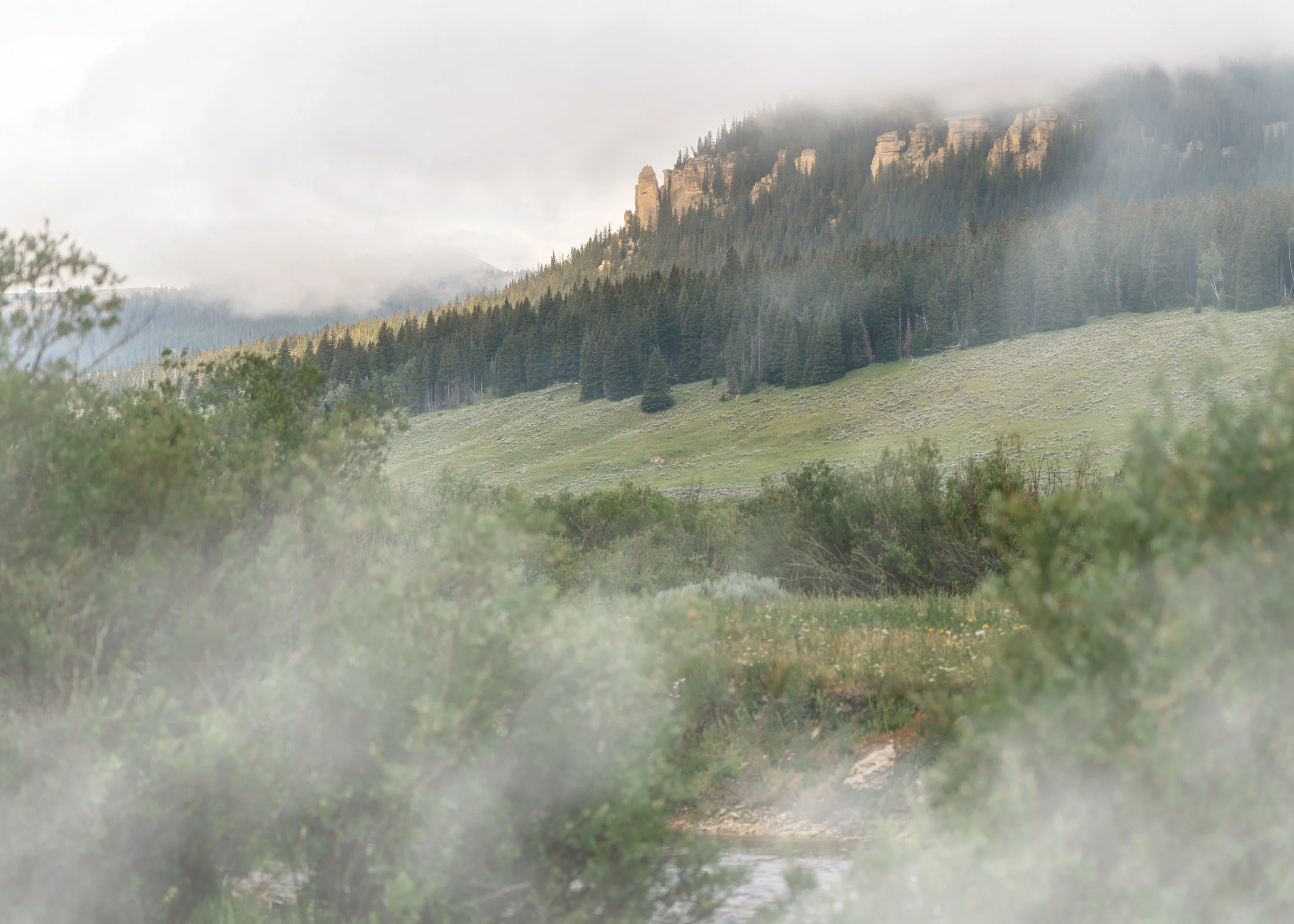 The Bighorns: Playtime in the Woods Bambi Style, and More Fog-Part II