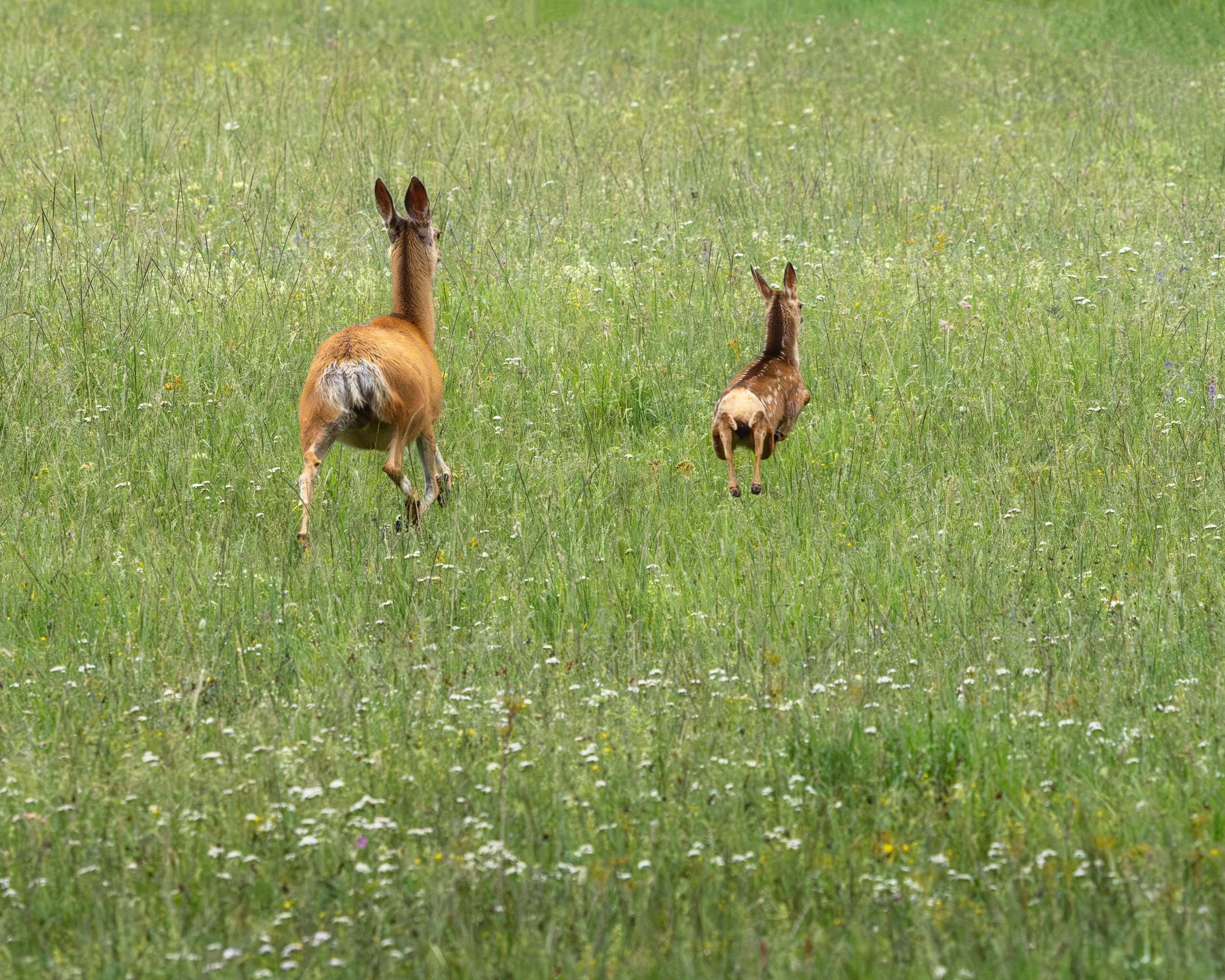 bighorn-national-forest-mountains-wildlife-13.jpg