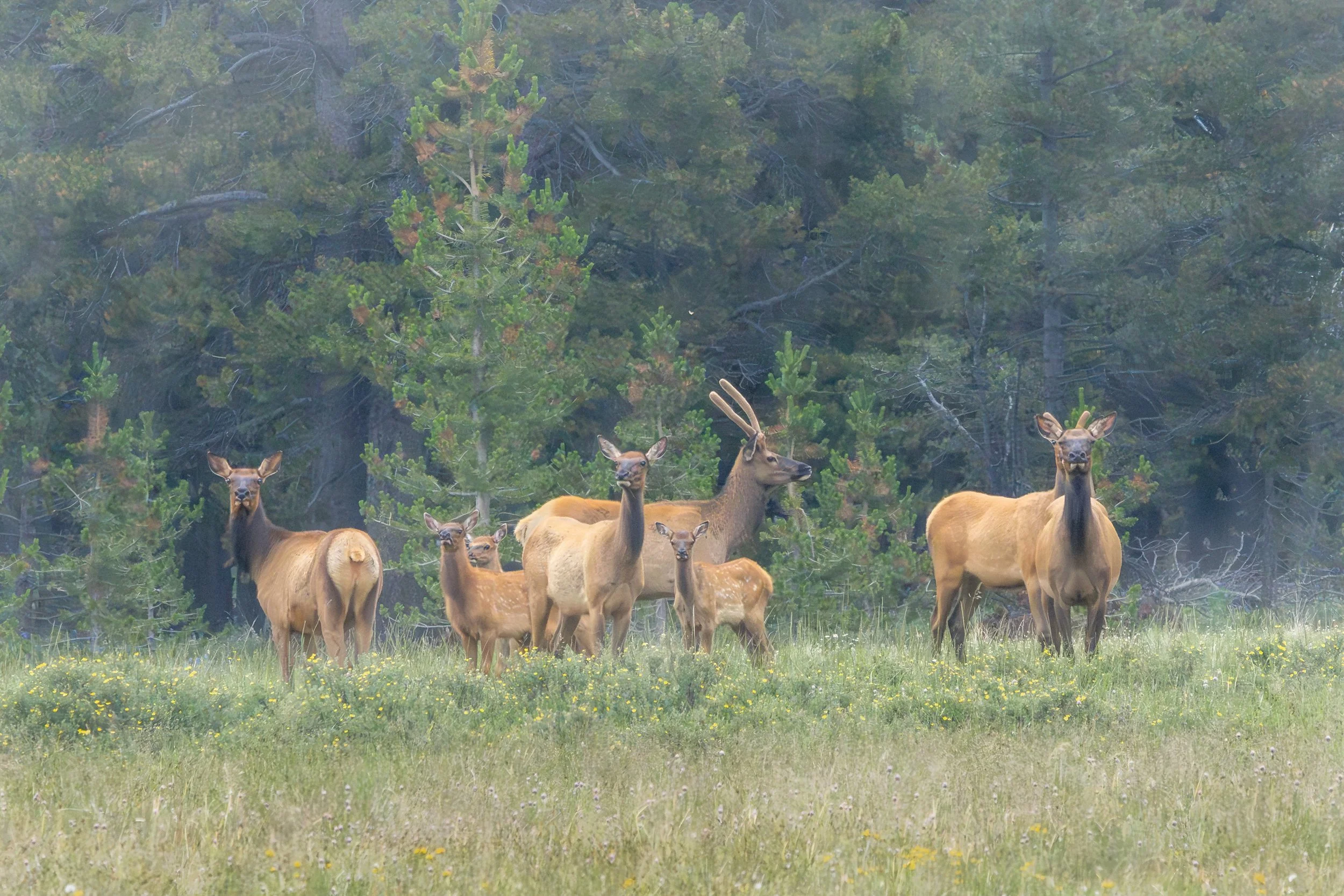 A herd of elk, including calves, warily looks around in the fog.