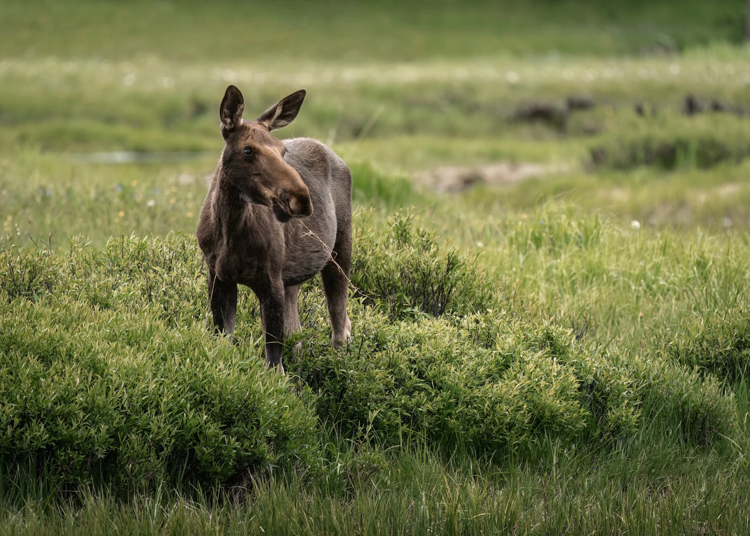 Bighorn-mountains-wyoming-wildlife-photography-juvenile-moose-eating-grass-meadow.jpg