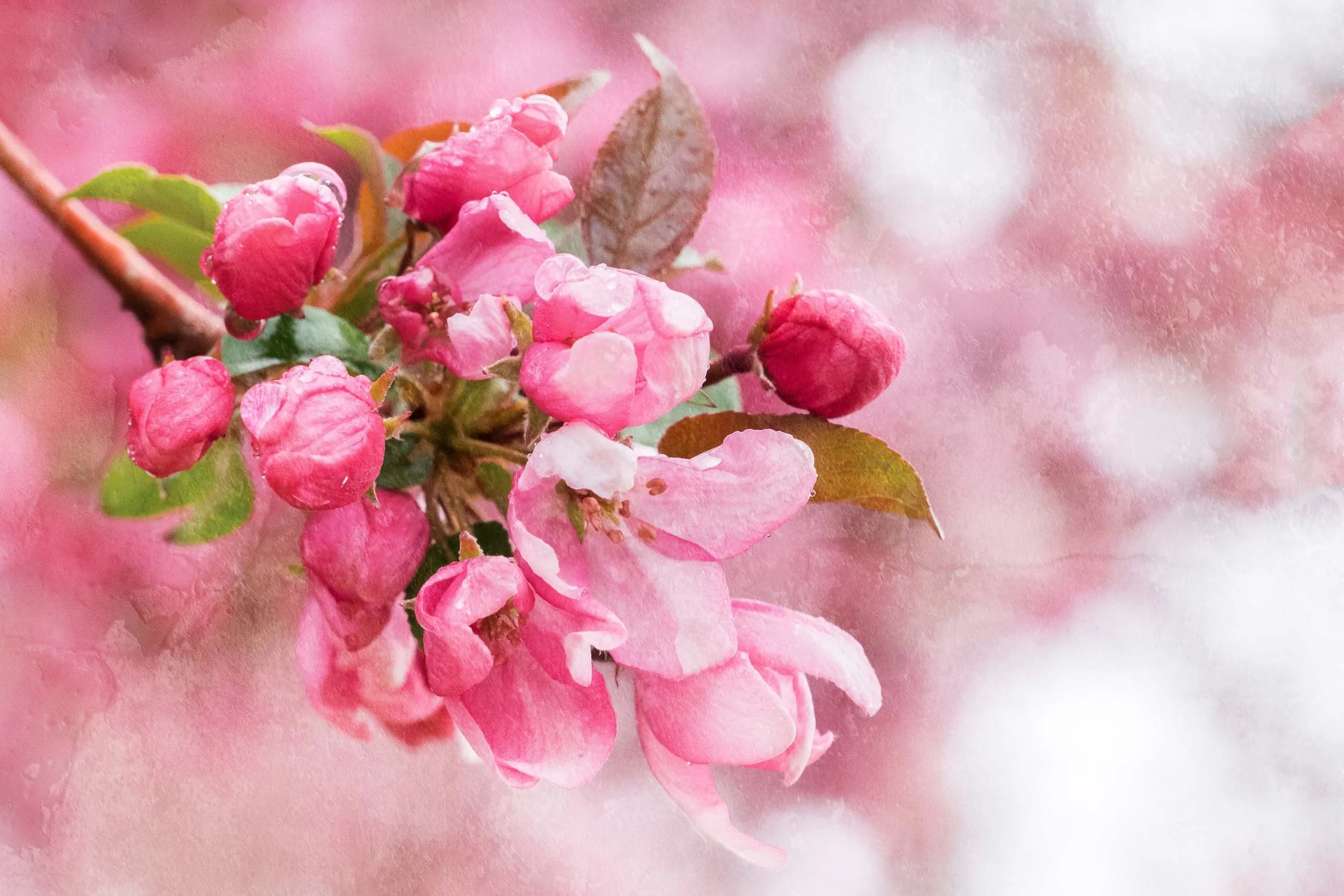 A pink spring flowering crabapple painterly represented