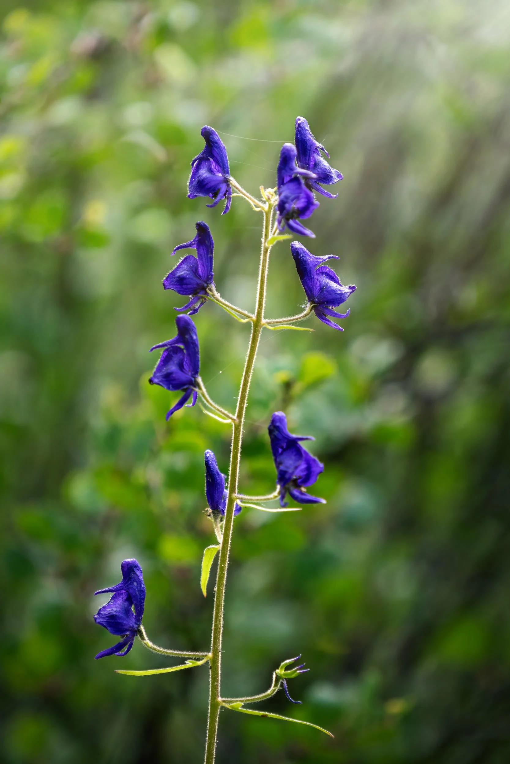 Monkshood (aconitum), a montane alpine wildflower shows off its bright blue purple color in the Colorado landscape