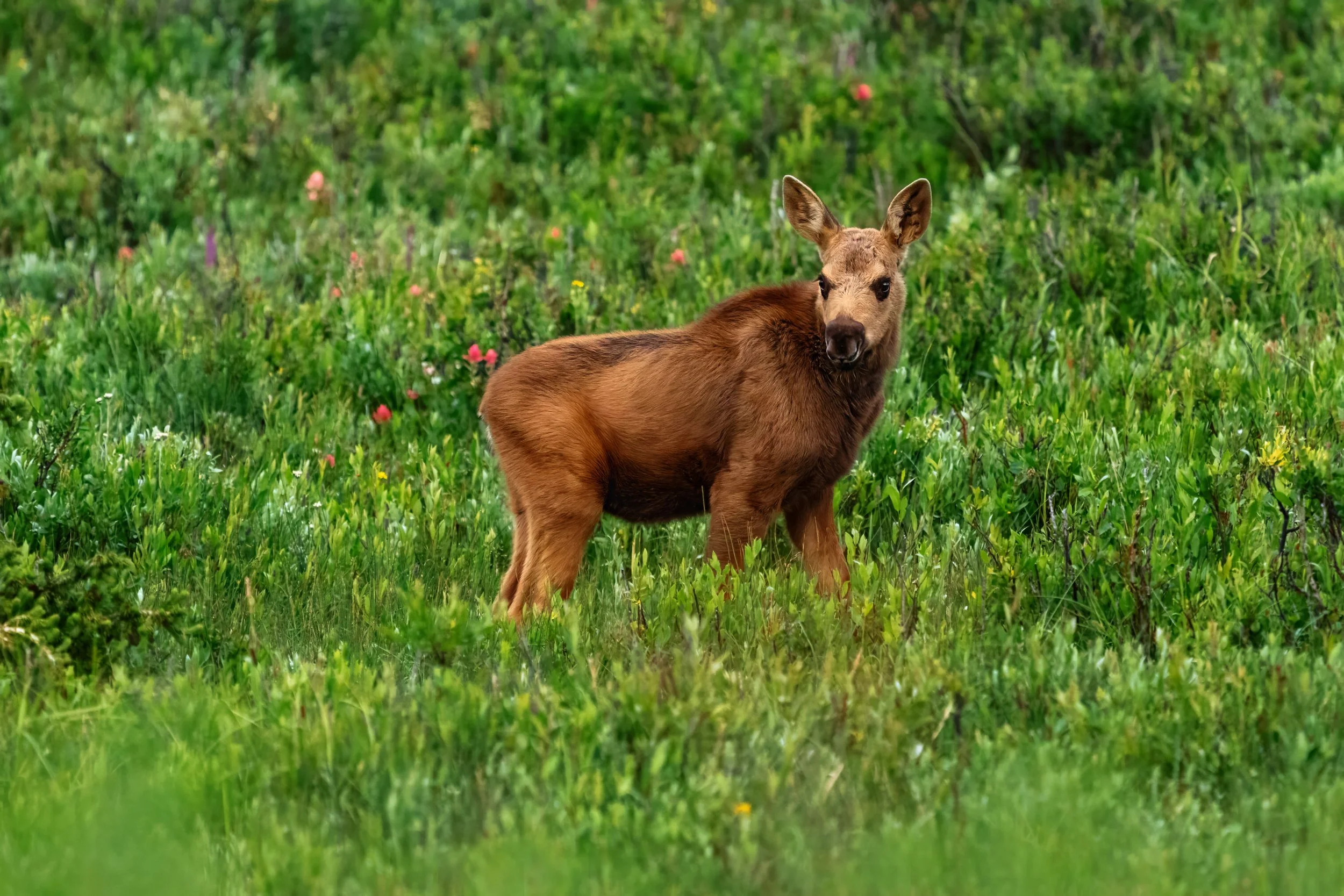 A baby moose takes a moment from foraging to glance around.