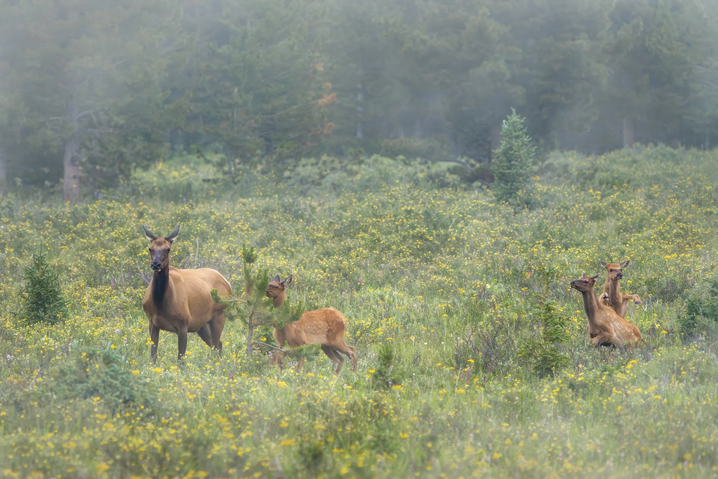 A cow elk and three calves jump through willows on a foggy morning.