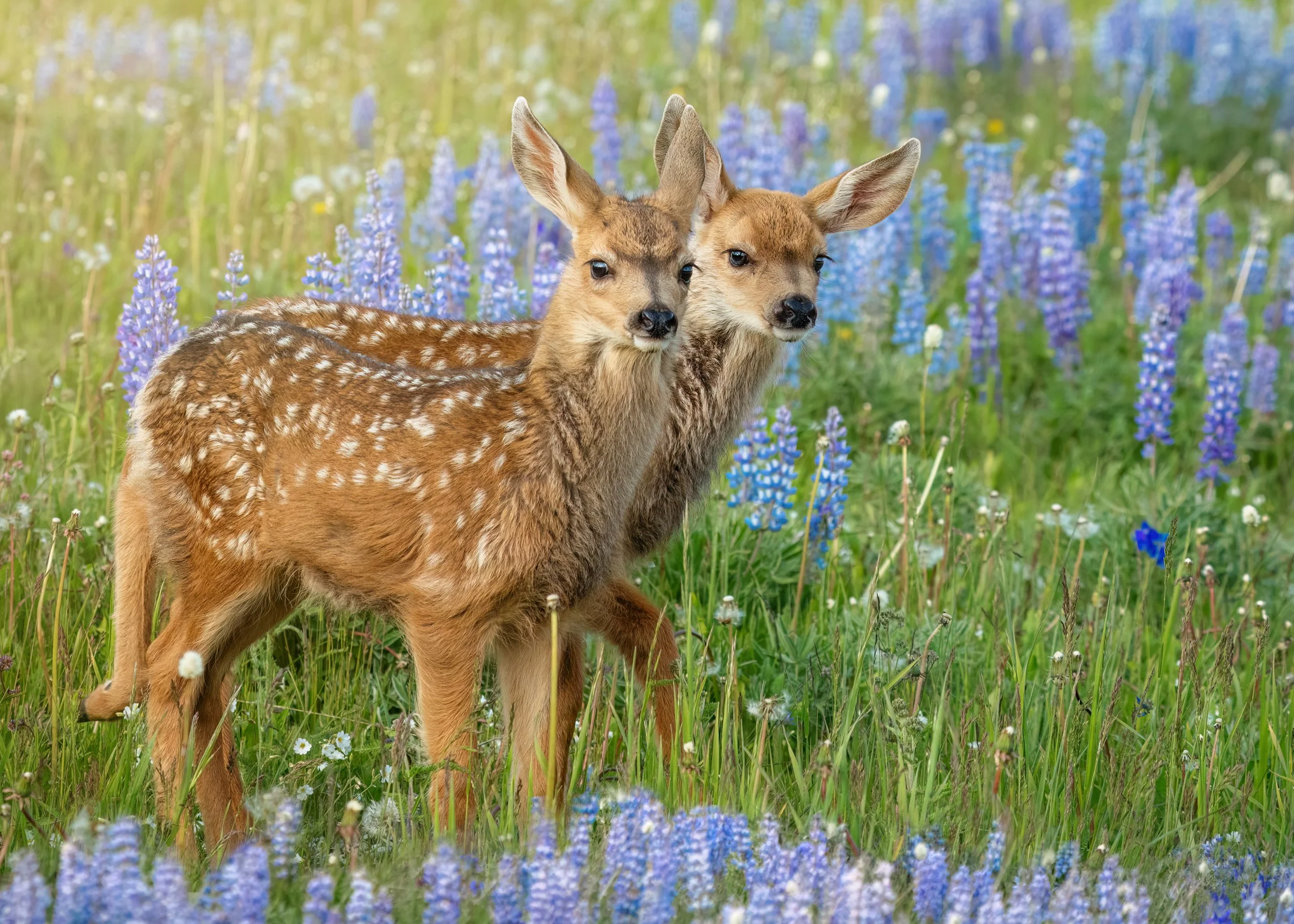 Two fawns stop to look around in a field of purple blue blooming lupines.
