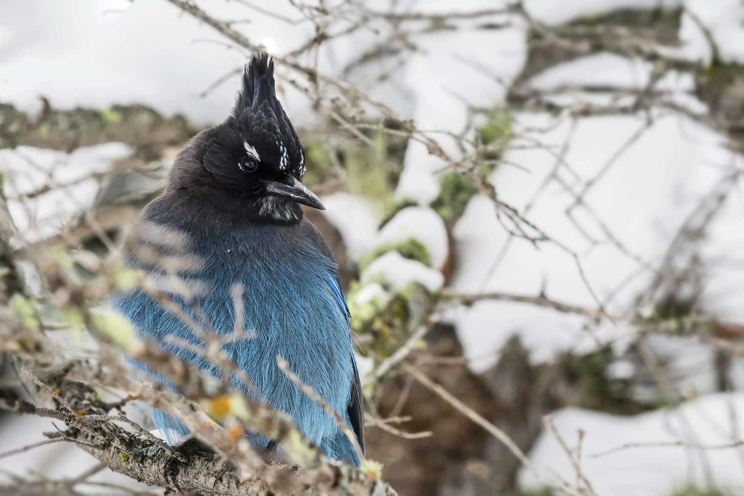 A stellar jay perches in a tree in Rocky Mountain National Park