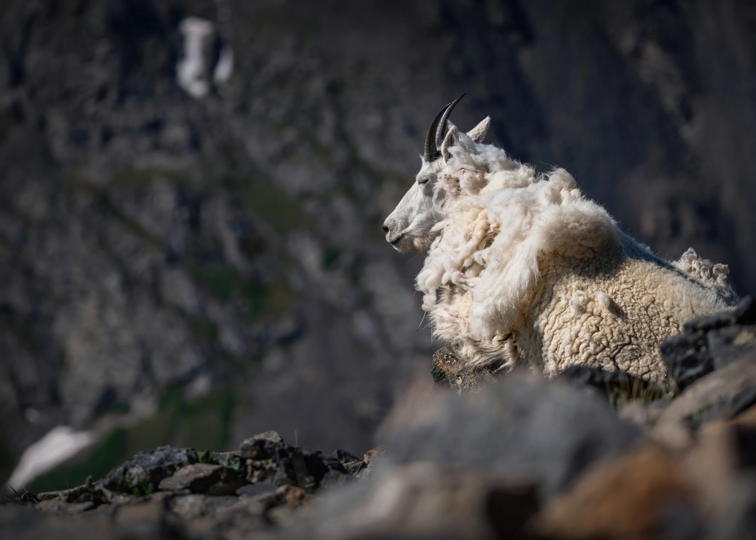 A mountain goat takes a siesta on Quandary Peak.