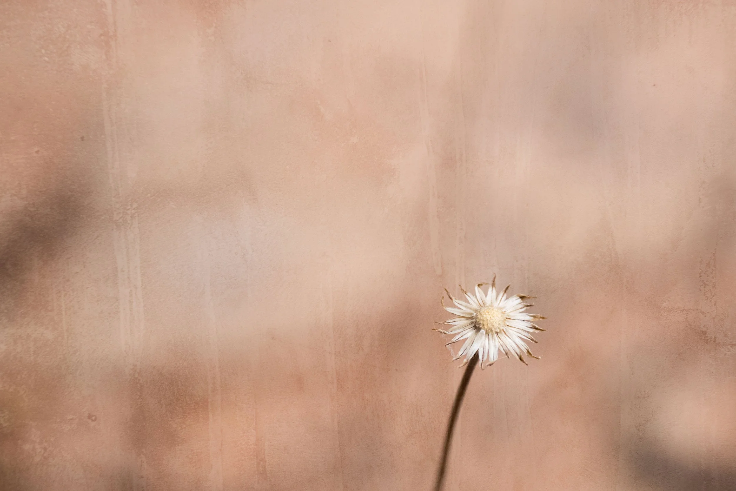 A white flower stands out on a brown textured background