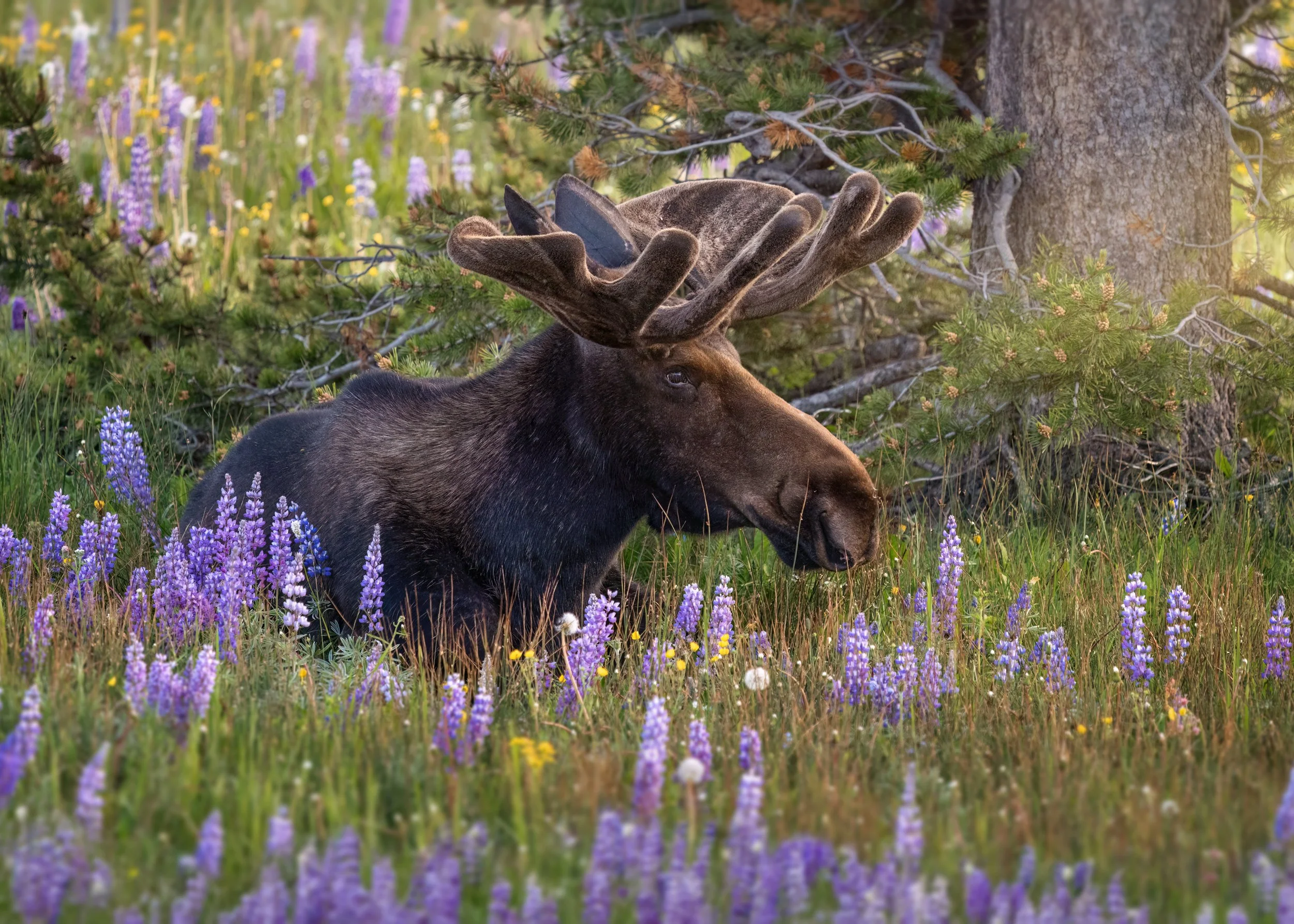 A bull moose rests in a patch of lupine as the fading light glows on his face.