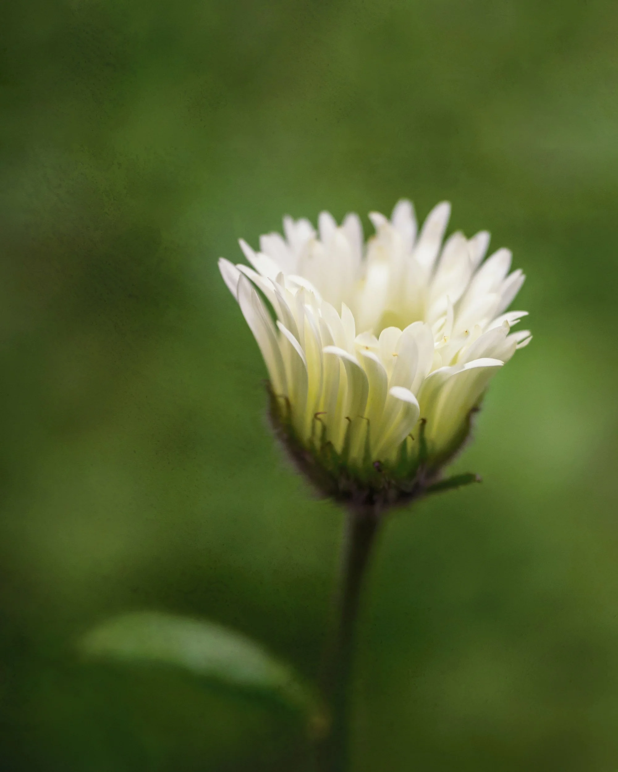 A white daisy fleabane with a painter like textured background