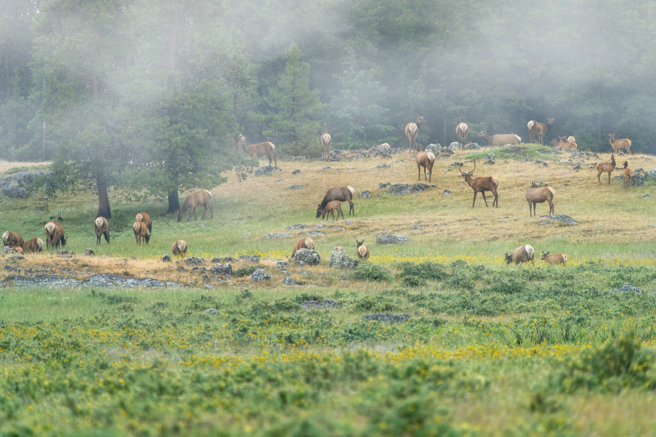 A herd of elk graze as a young bull walks amongst the cows and calves.