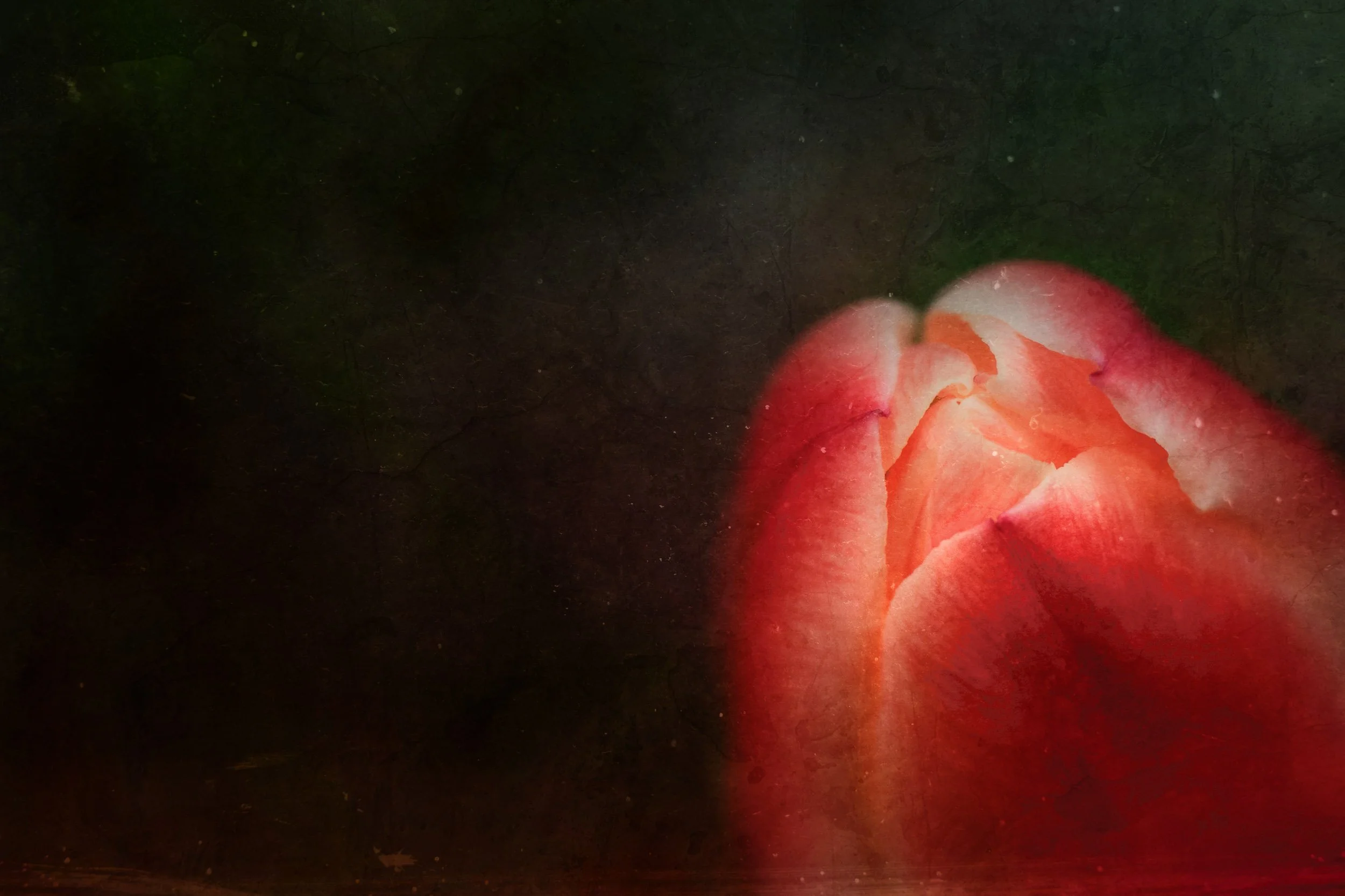 A red tulip begins to open its bud against a dark, textured backdrop