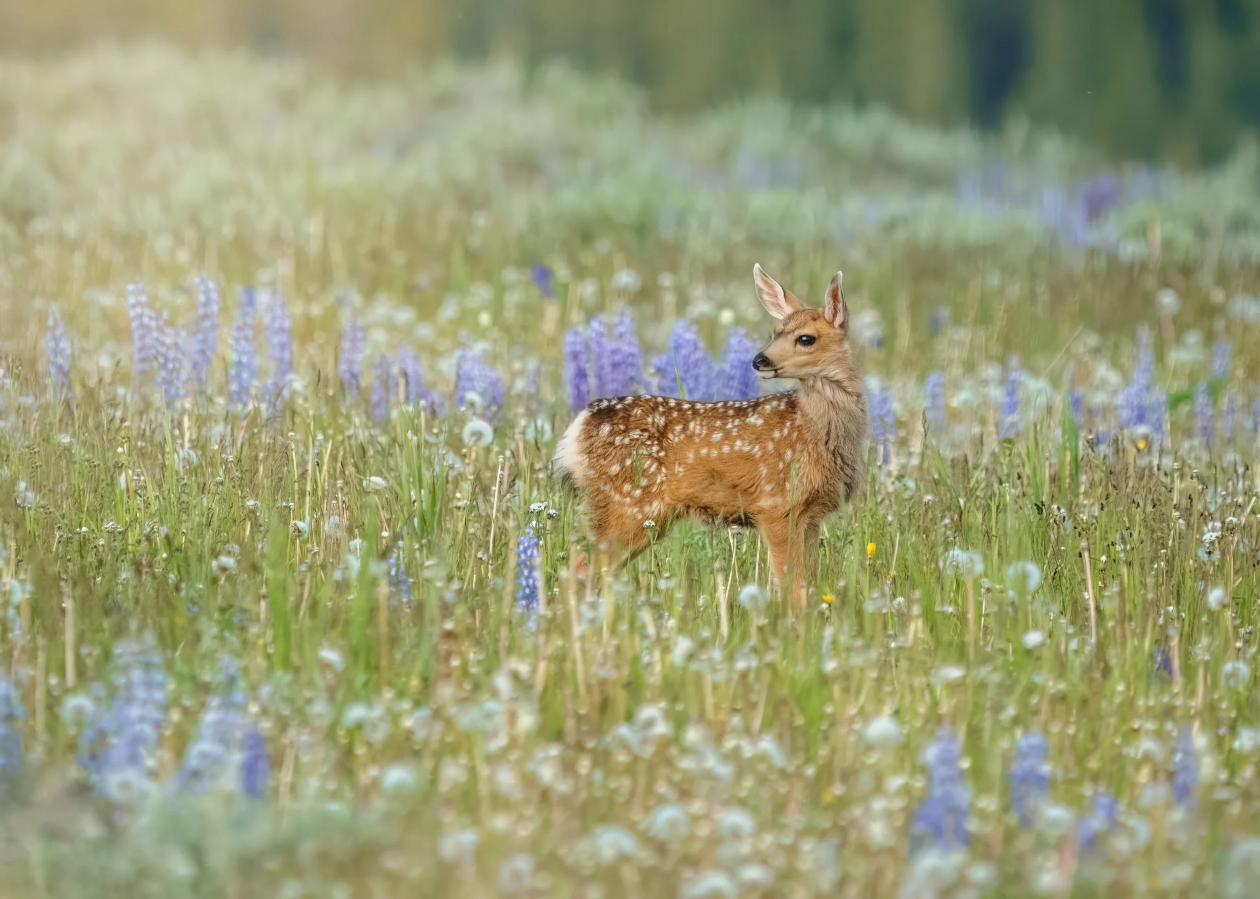 A fawn pauses in a field of wildflowers (lupine).