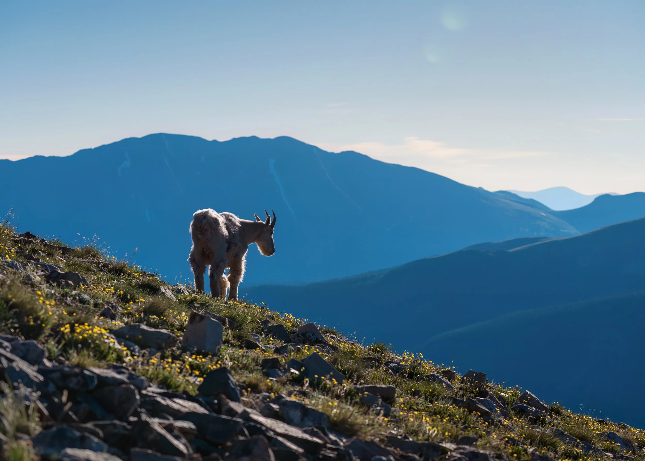 A mountain goat walks across a field silhouetted by light with views of surrounding Breckenridge peaks while on the ascent to Quandary Peak.