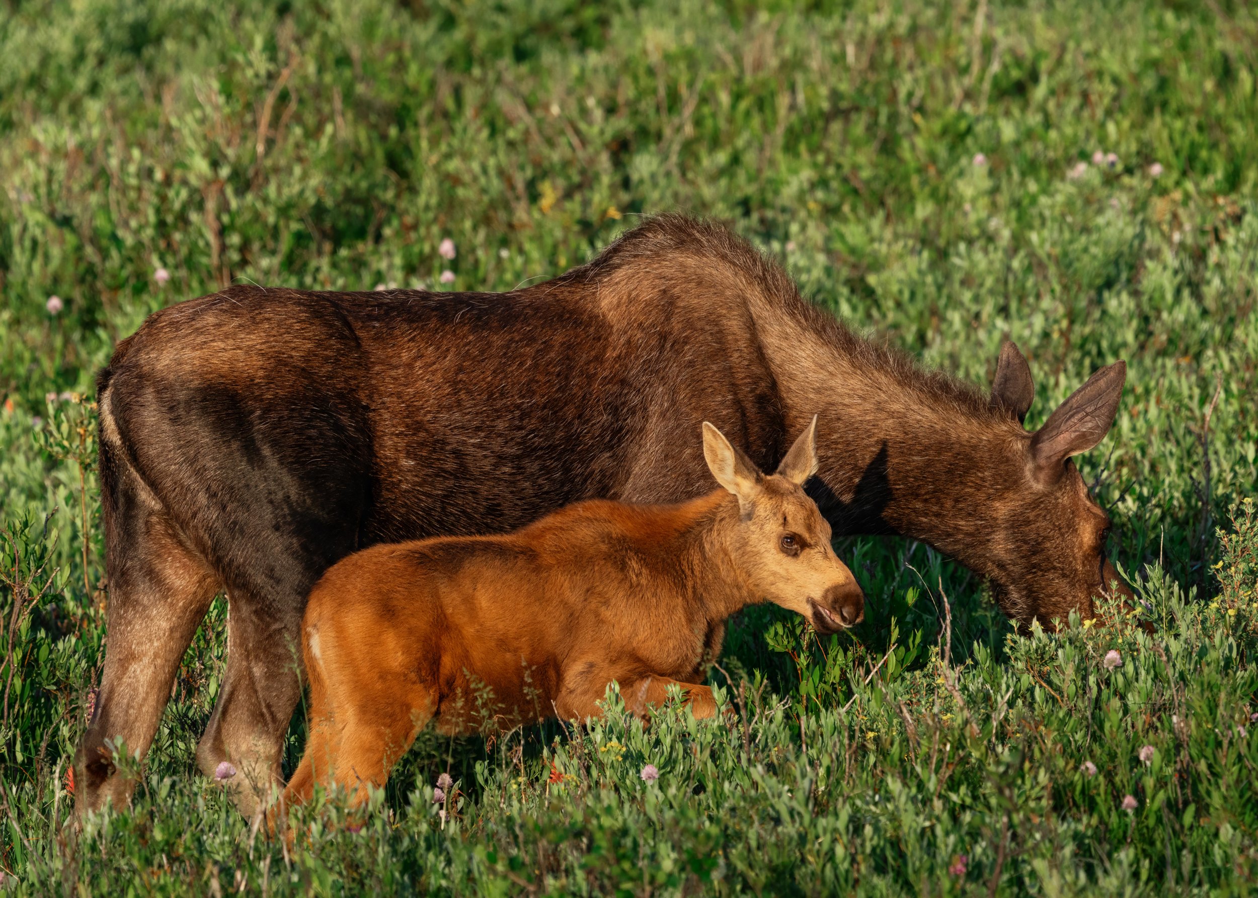 A mother and calf moose walk side by side through the willows in the morning light.