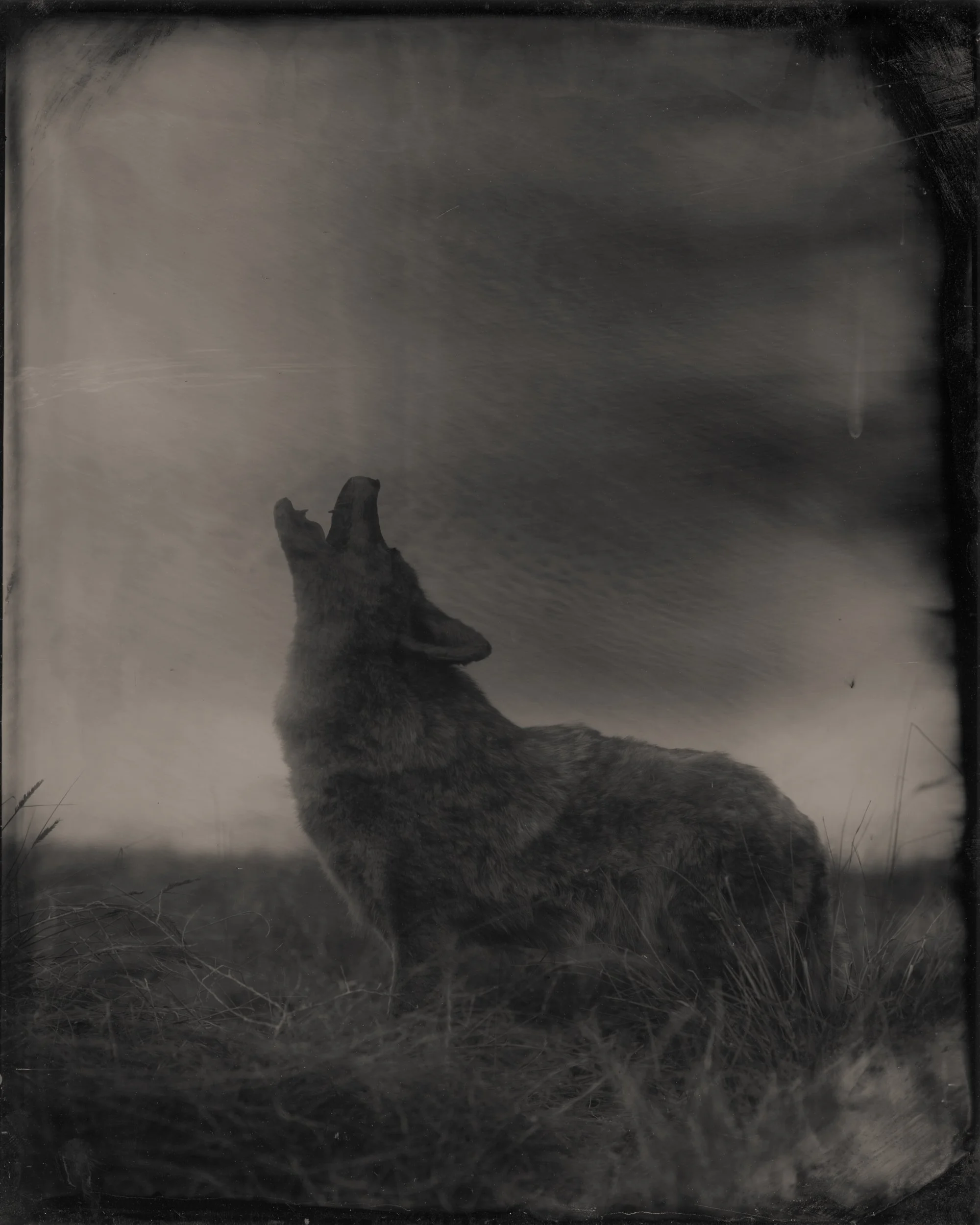 Coyote #2, 2025.jpg