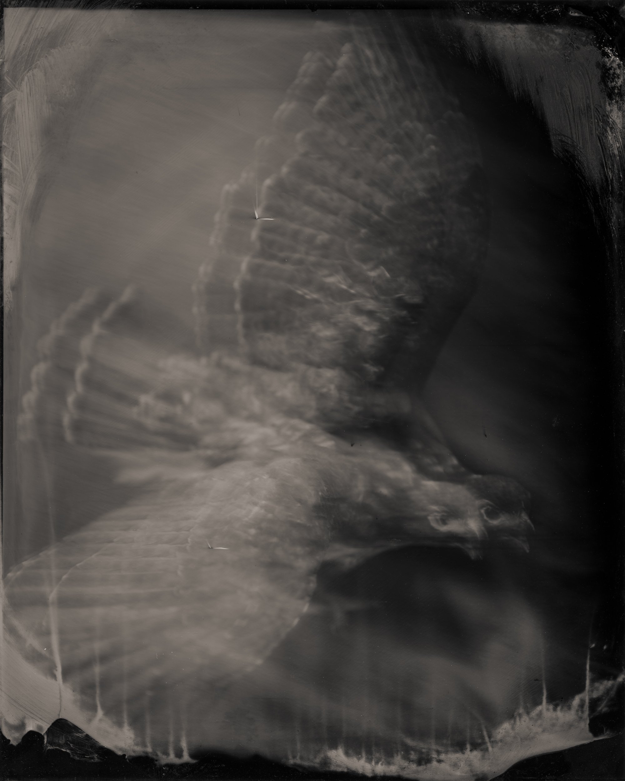 Red-Tailed Hawk in Flight #2, 2025.jpg