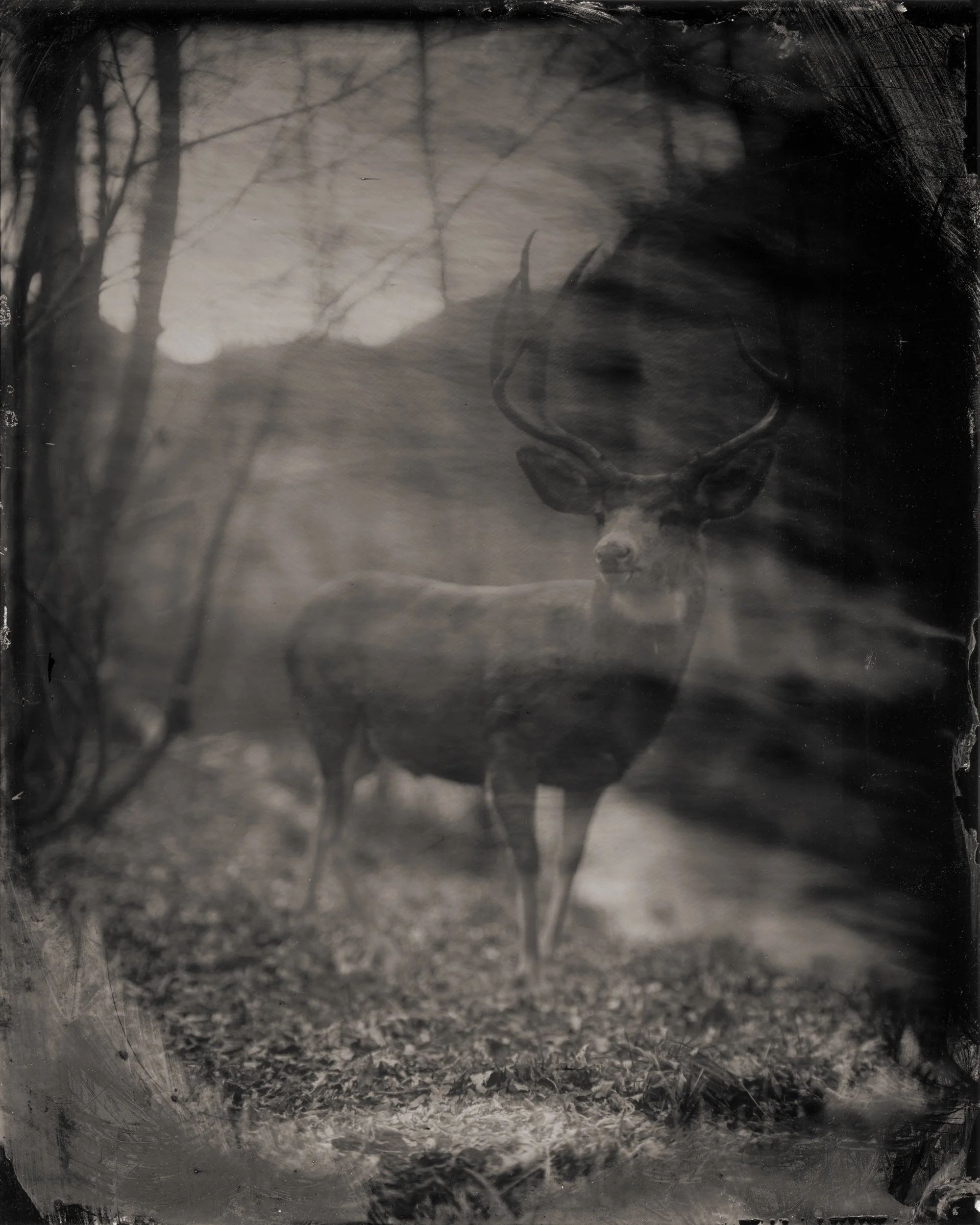 Mule Deer #2, 2025.jpg