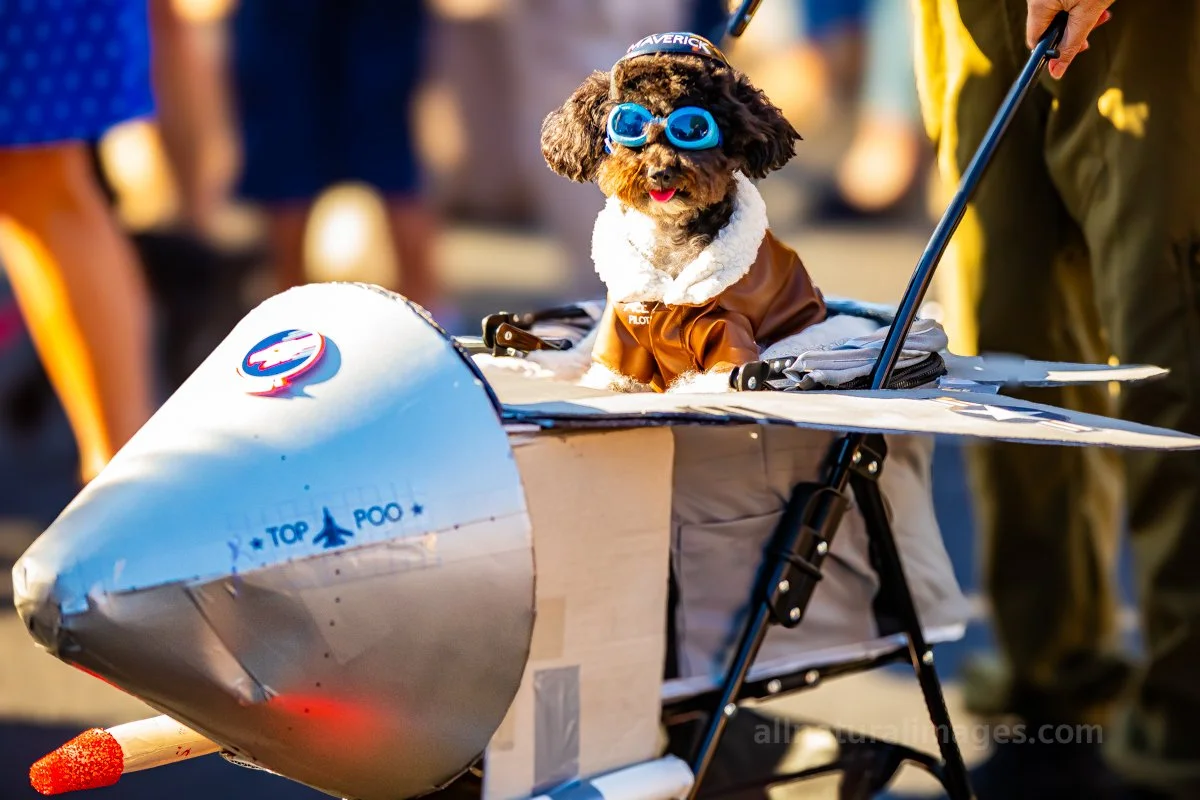 carmel-poodle-parade-10-5-24-01-©2025-greg-garthe-allnaturalimages.com.jpg