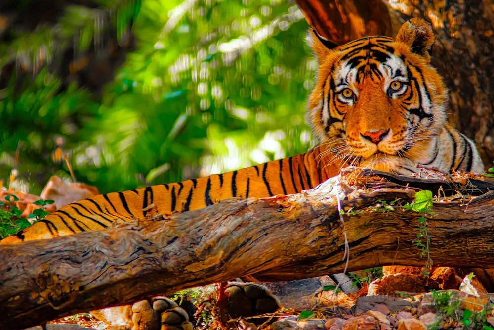 RANTHAMBORE, INDIA  2022