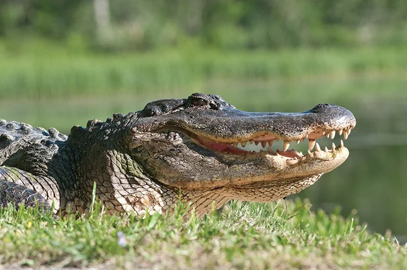 83_FEATURE_Gator.jpg