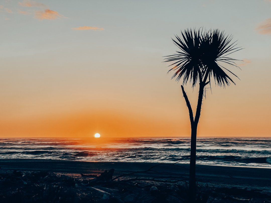 Our beloved Drifting Sands cabbage tree is an iconic symbol of resilience, standing strong and proud despite the severe erosion that occurred in 2019. ​​​​​​​​
​​​​​​​​
The erosion was so fierce that it swallowed up around 40 meters of our beachfront