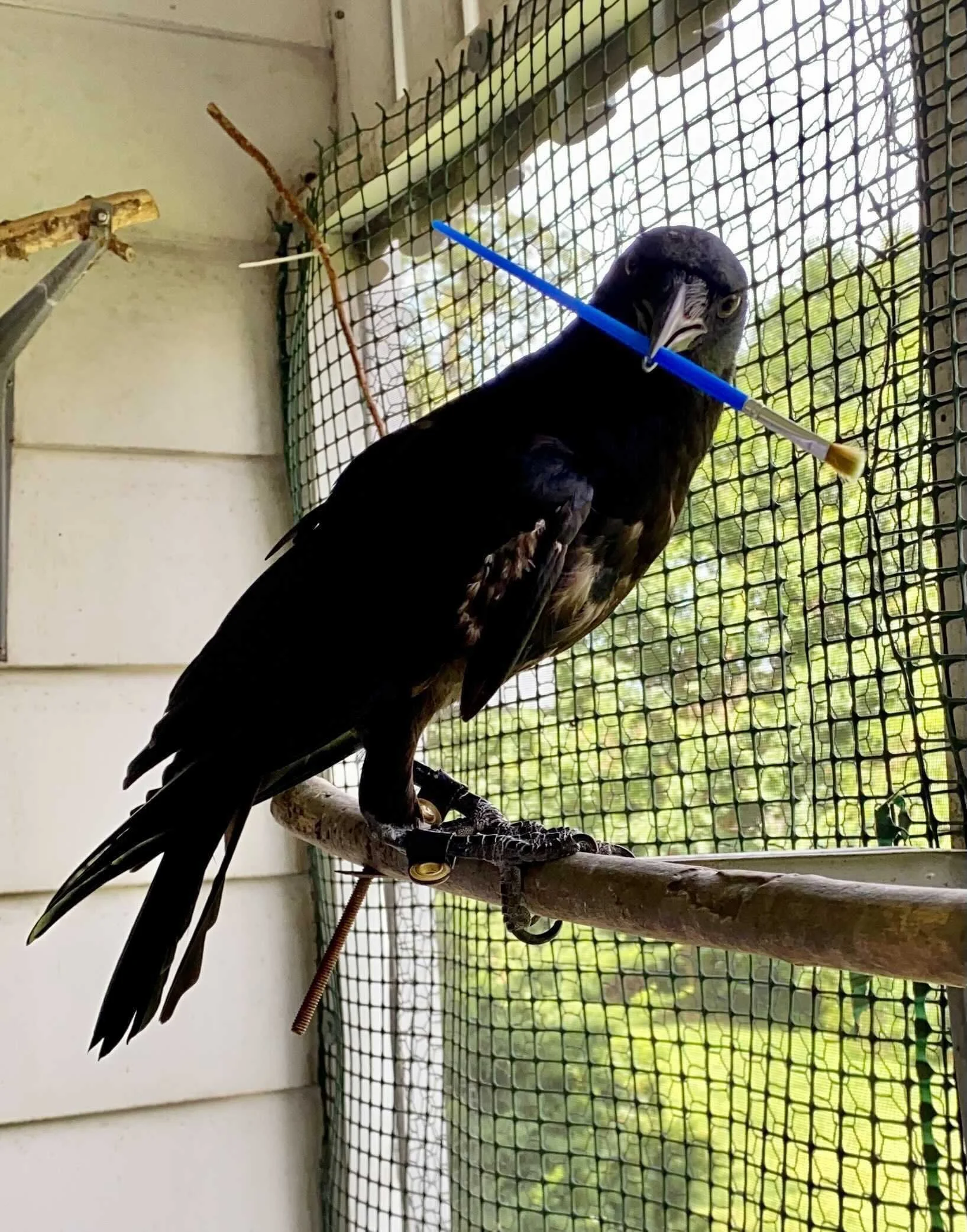 Apollo the American Crow