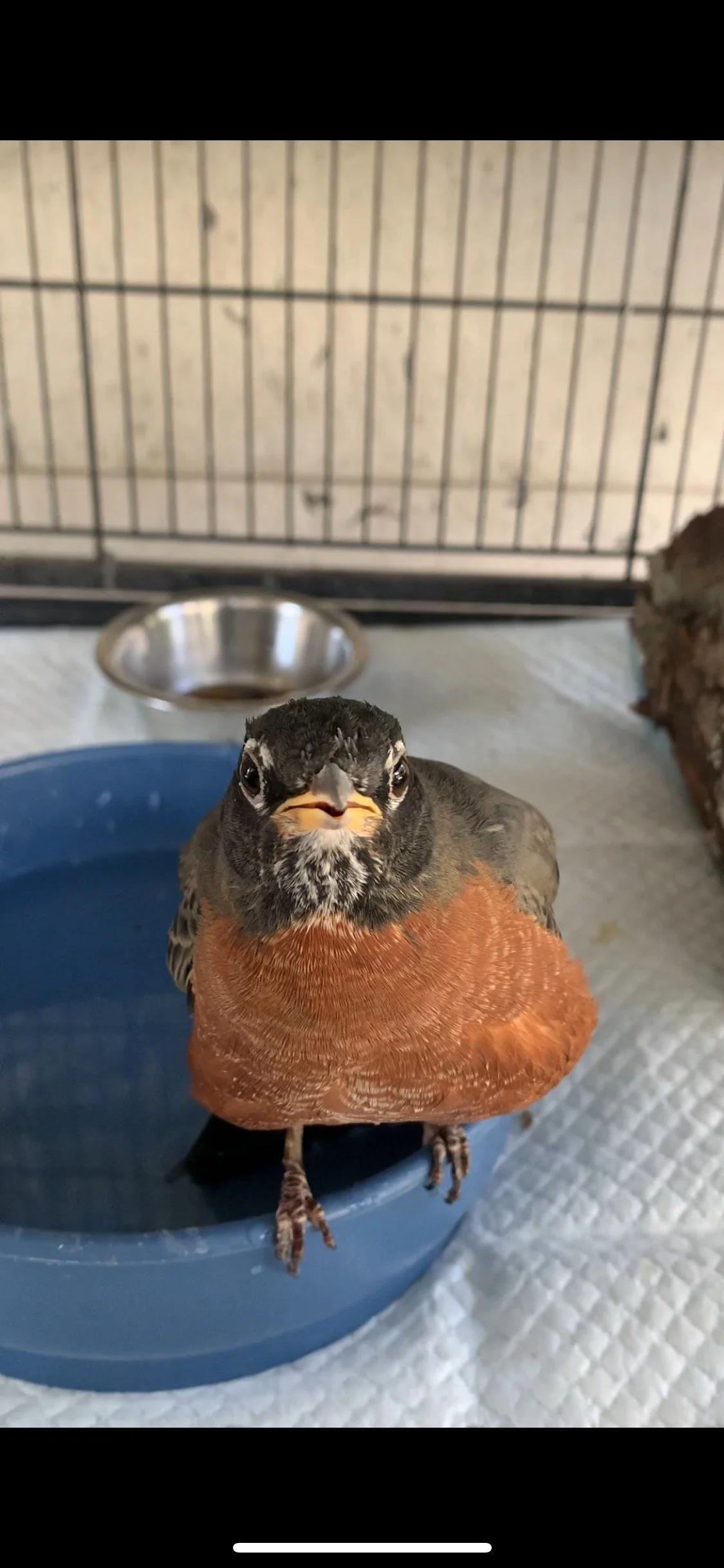 Tumbleweed the American Robin