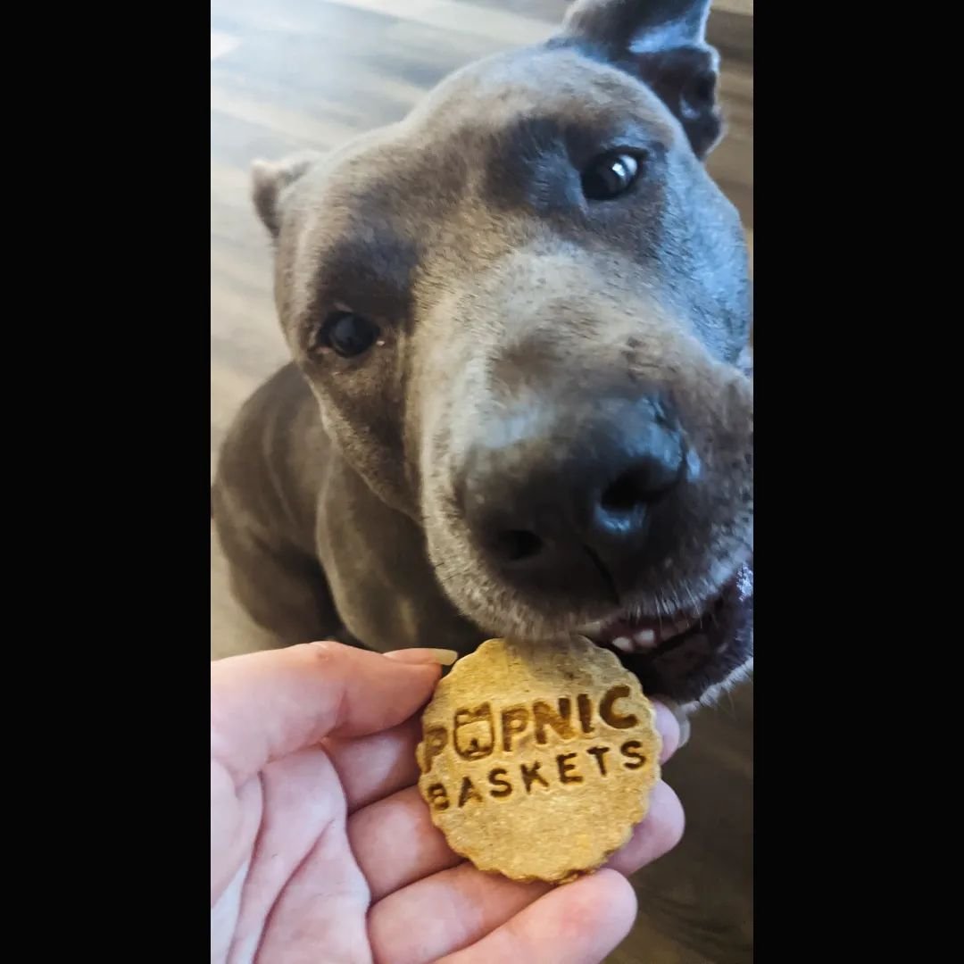 Mondays are for treat tasting and what better treat to taste than ones made just for you! How cute are these custom treats made for us by @djshomemadedogtreats !? Annie loves them!