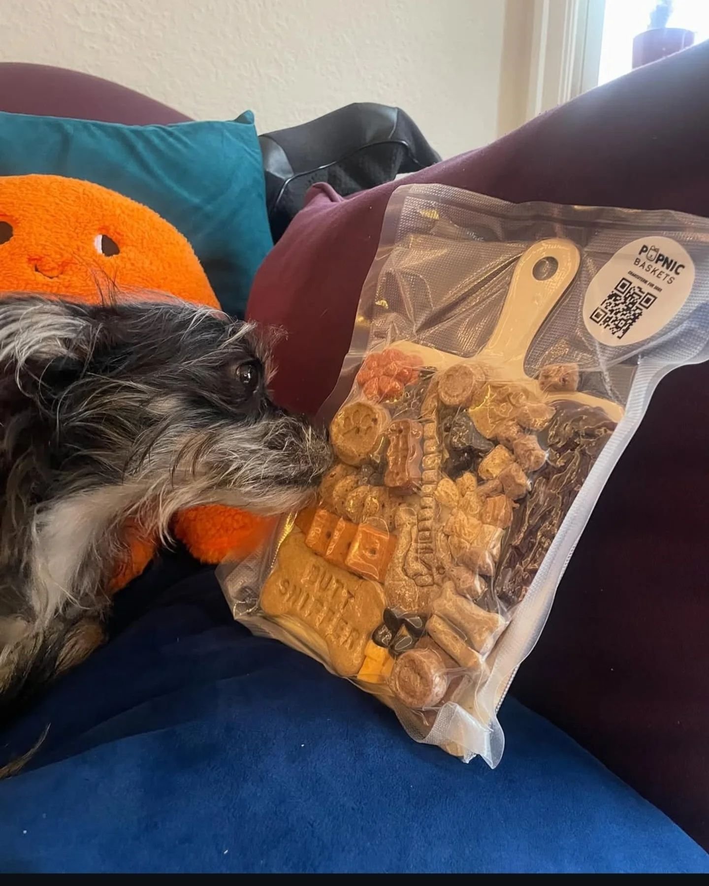 Penne for your thoughts? @penne.furtography enjoys a Pupnic Basket all the way from Chicago!!! Such a cute little noodle! 

Yes we ship! 📬 You don't have to be a local dog to enjoy a Pupnic Basket barkuterie board, just select the shipping options w