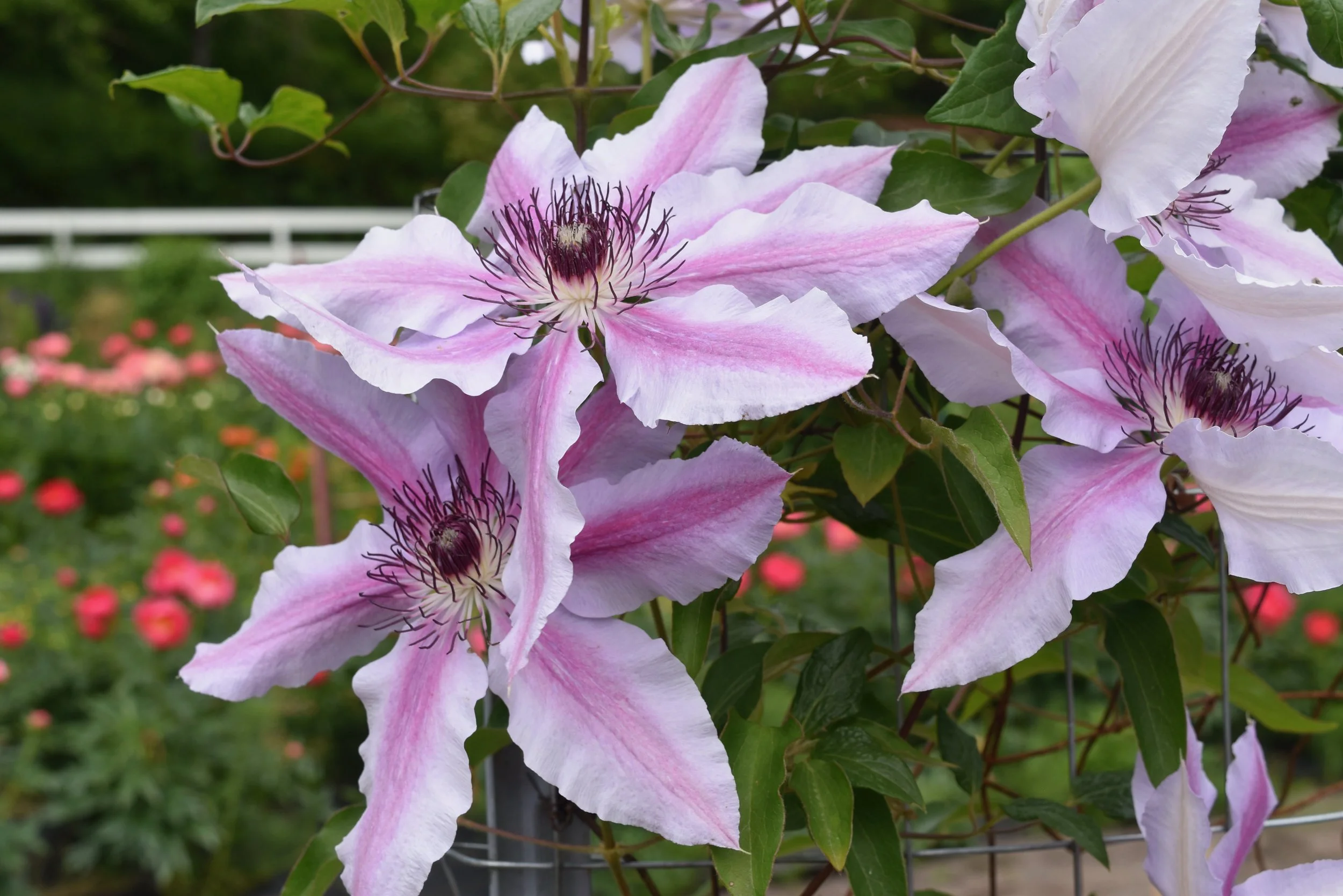 clematis.jpeg