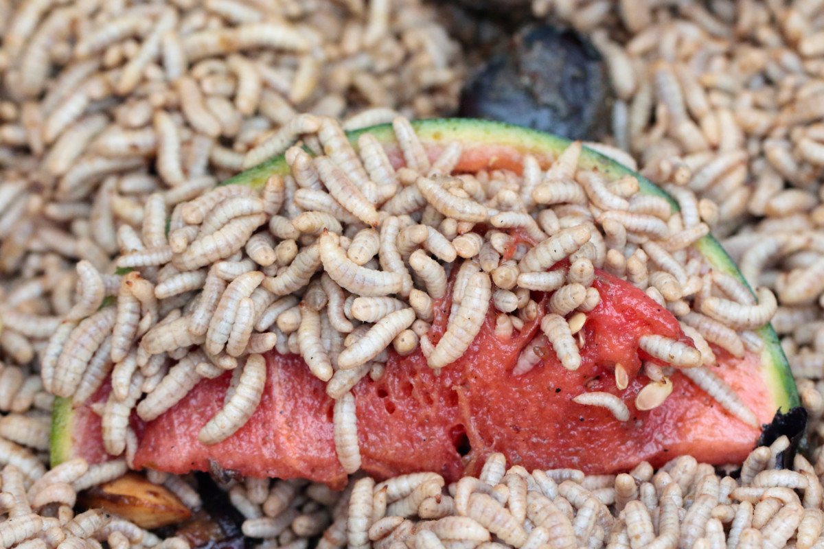 black-soldier-fly-watermelon.jpg