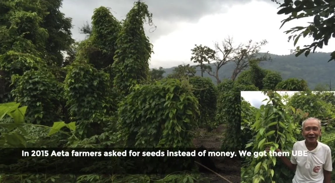purple yam growing.JPG