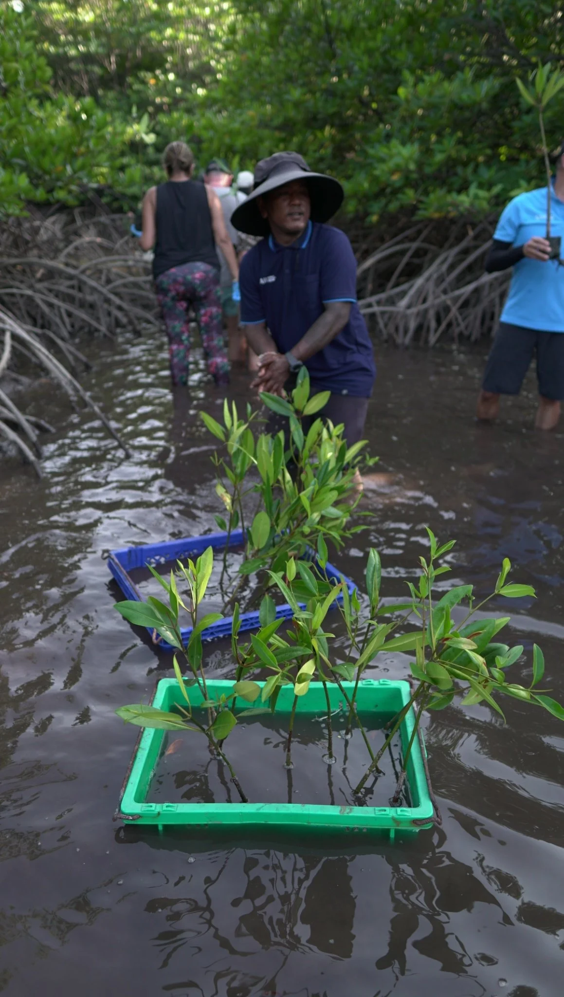 Planting mangrove-2.jpg
