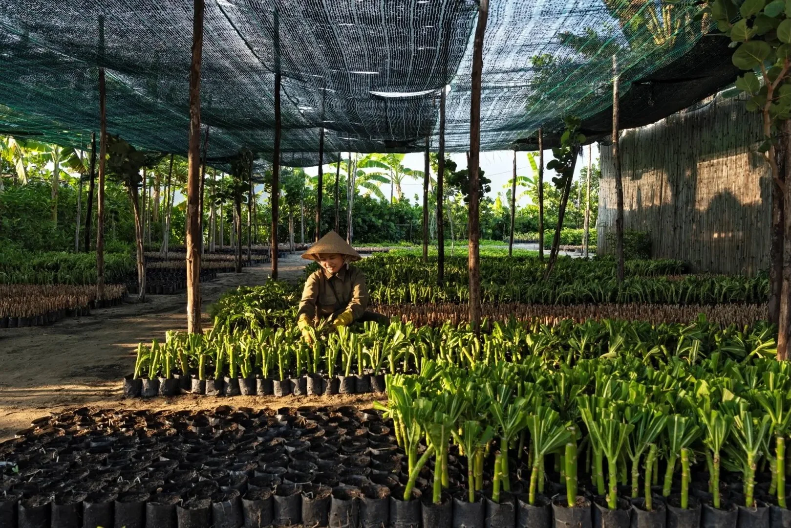 Alma Cam Ranh Resort.jpeg