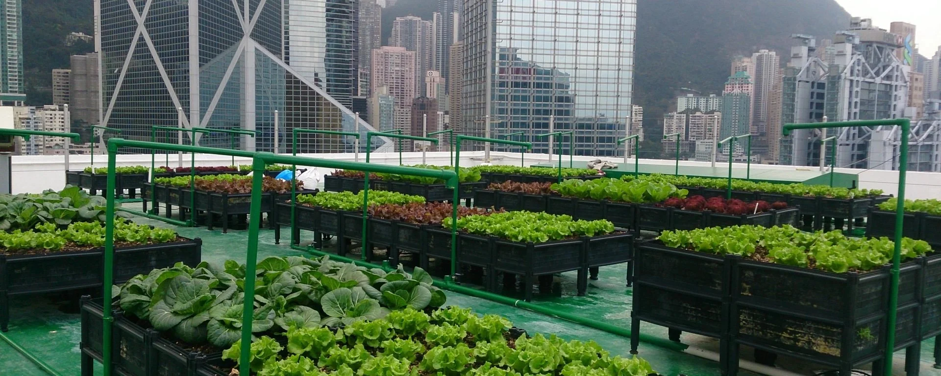 Rooftop Farming Hong Kong .jpeg