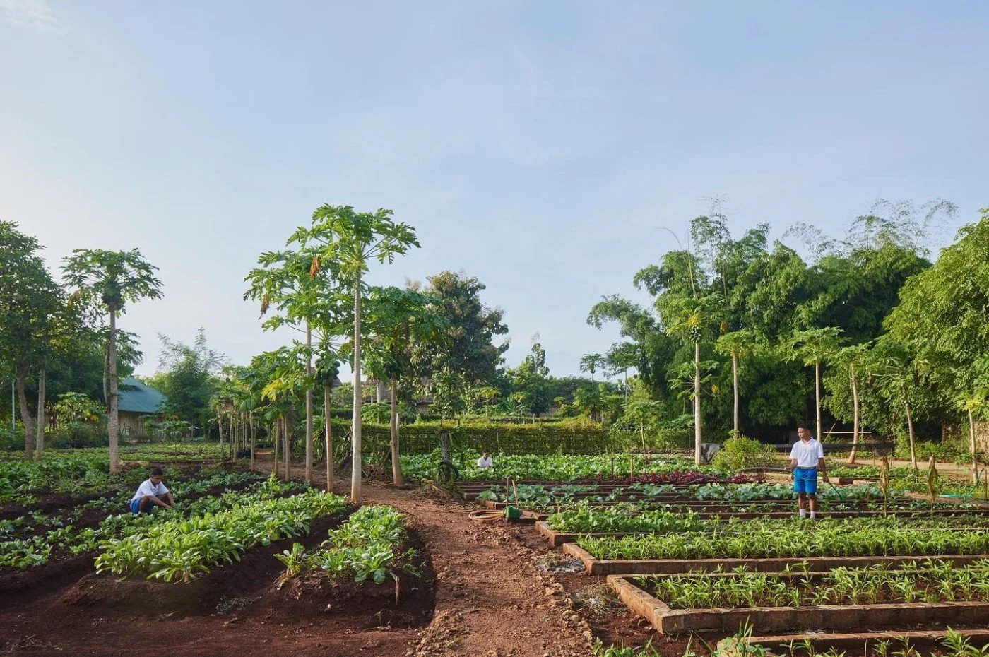 indonesia_sumba_hospitality_foundation_permaculture_garden.jpg