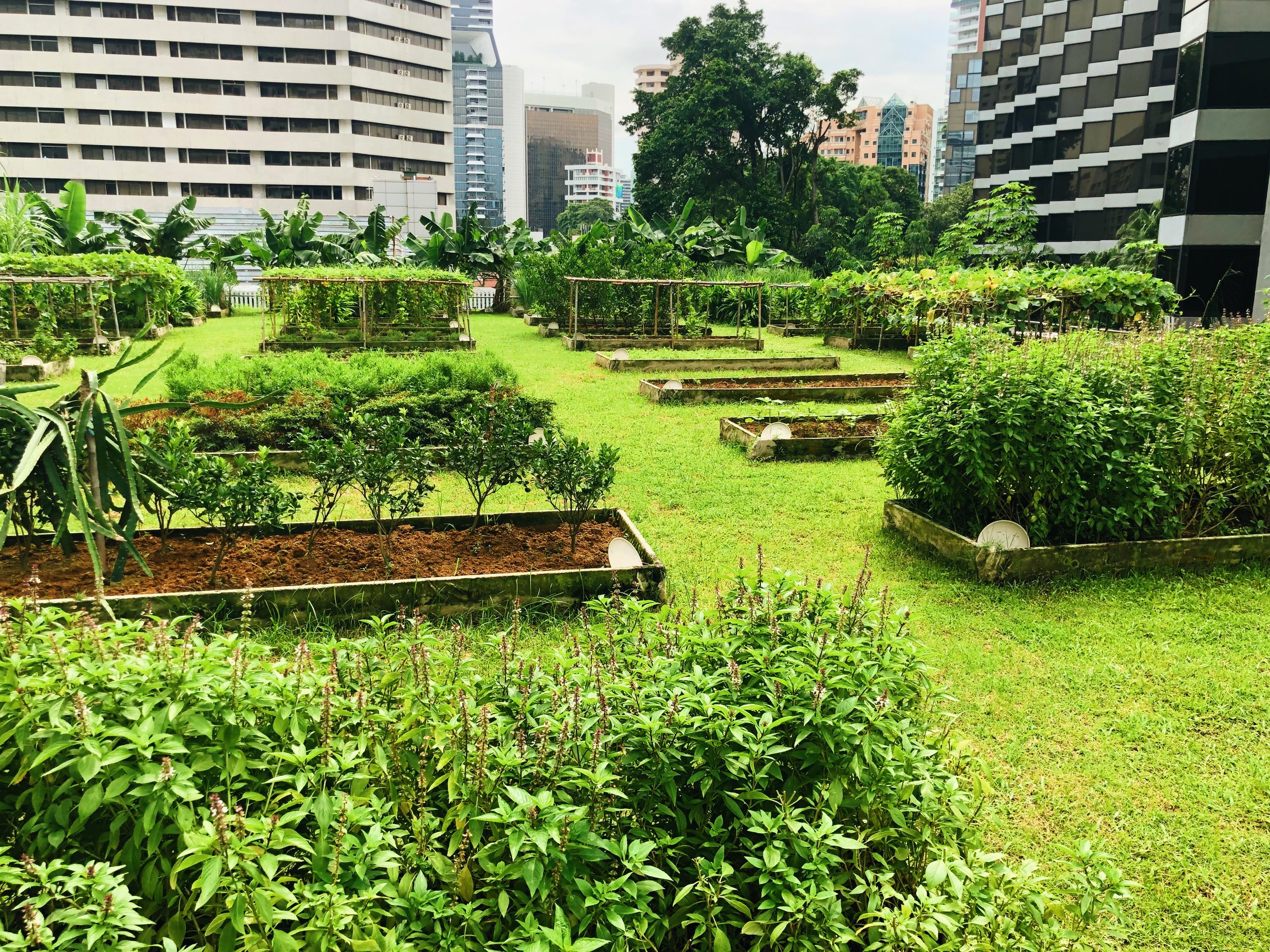 Rooftop Garden - Image 2.JPG