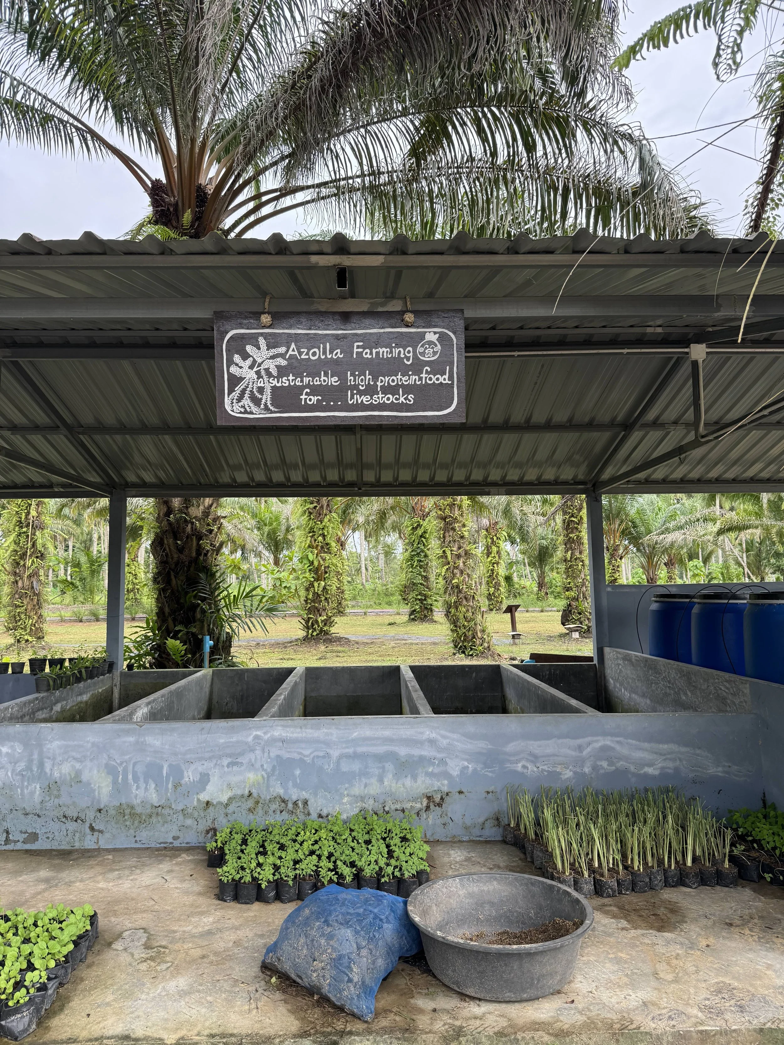 Asia Sustainable Travelr_JW Marriott Khao Lak_Azolla Farming.jpeg
