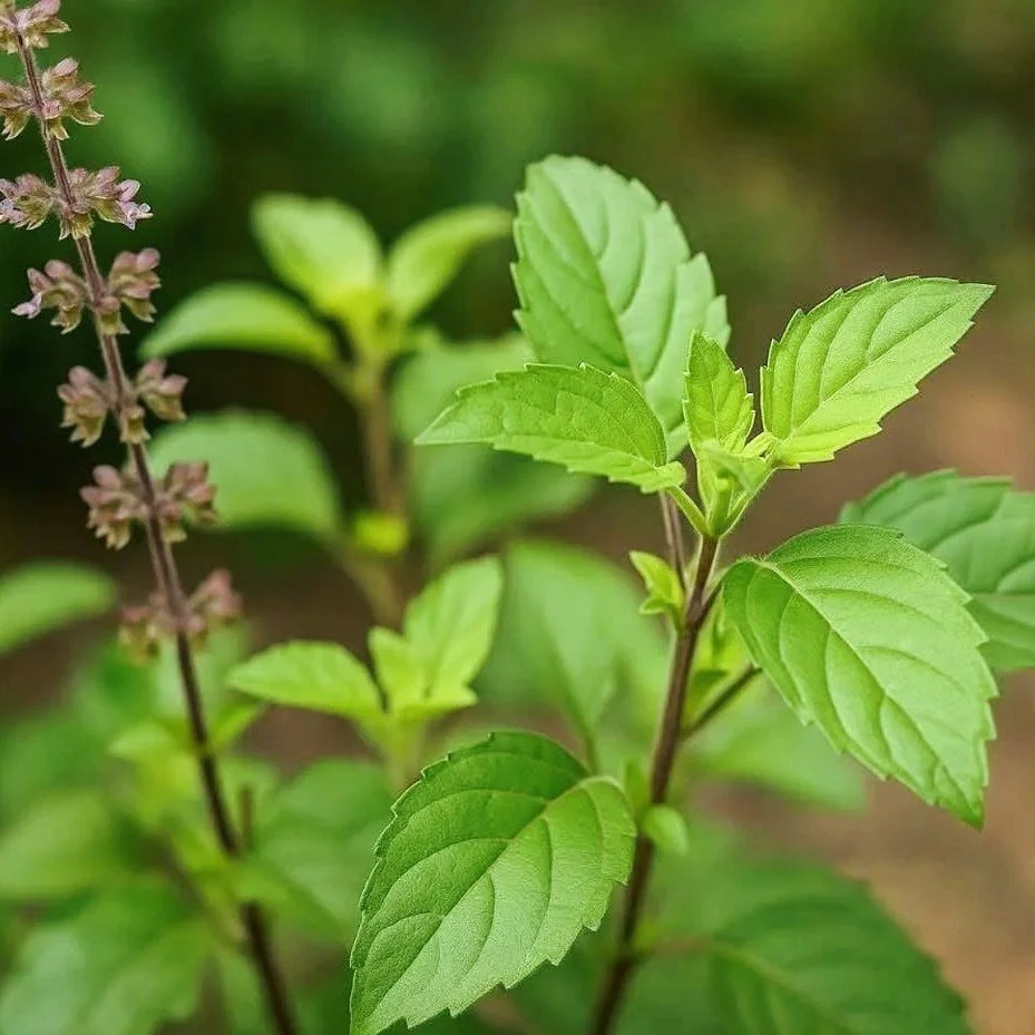 22 - Thailand - Holy Basil.jpg