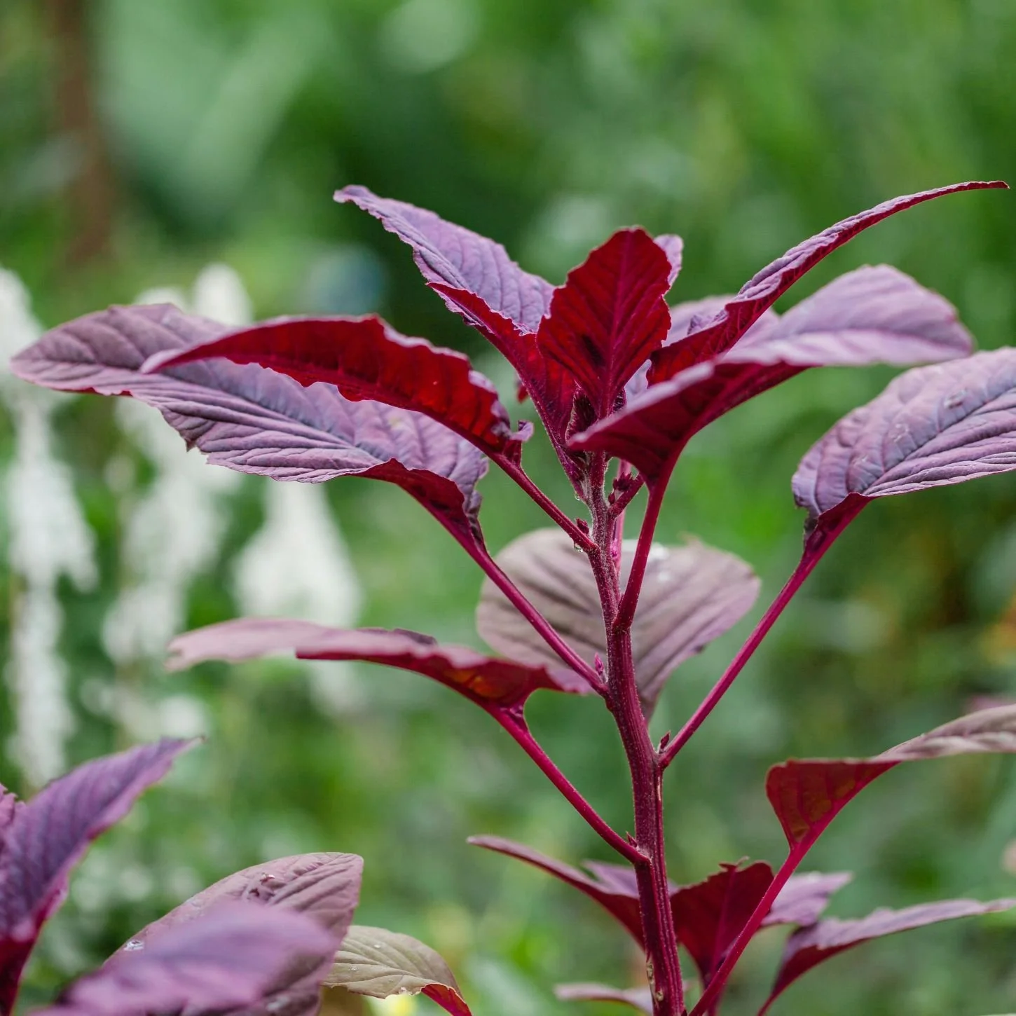 8 - India - Red Amaranth.jpg